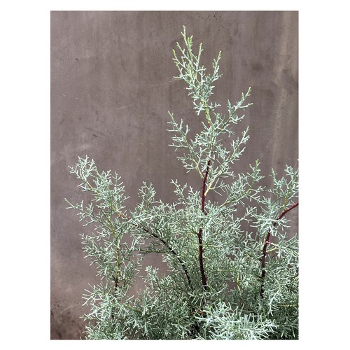 Cupressus arizonica var. glabra ‘Blue Ice’