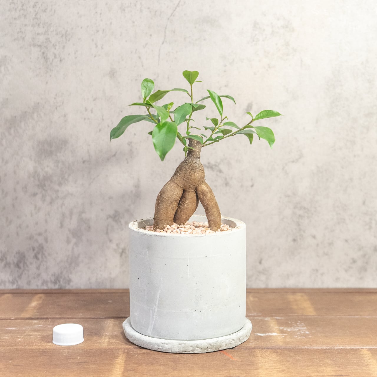 手づくりモルタル鉢仕立て 躍動感ある根形が魅力のガジュマル 根の健康を守る独自配合の用土を使用した一株ごとの厳選仕入れ個体■虫発生抑制【全国一律送料850円】