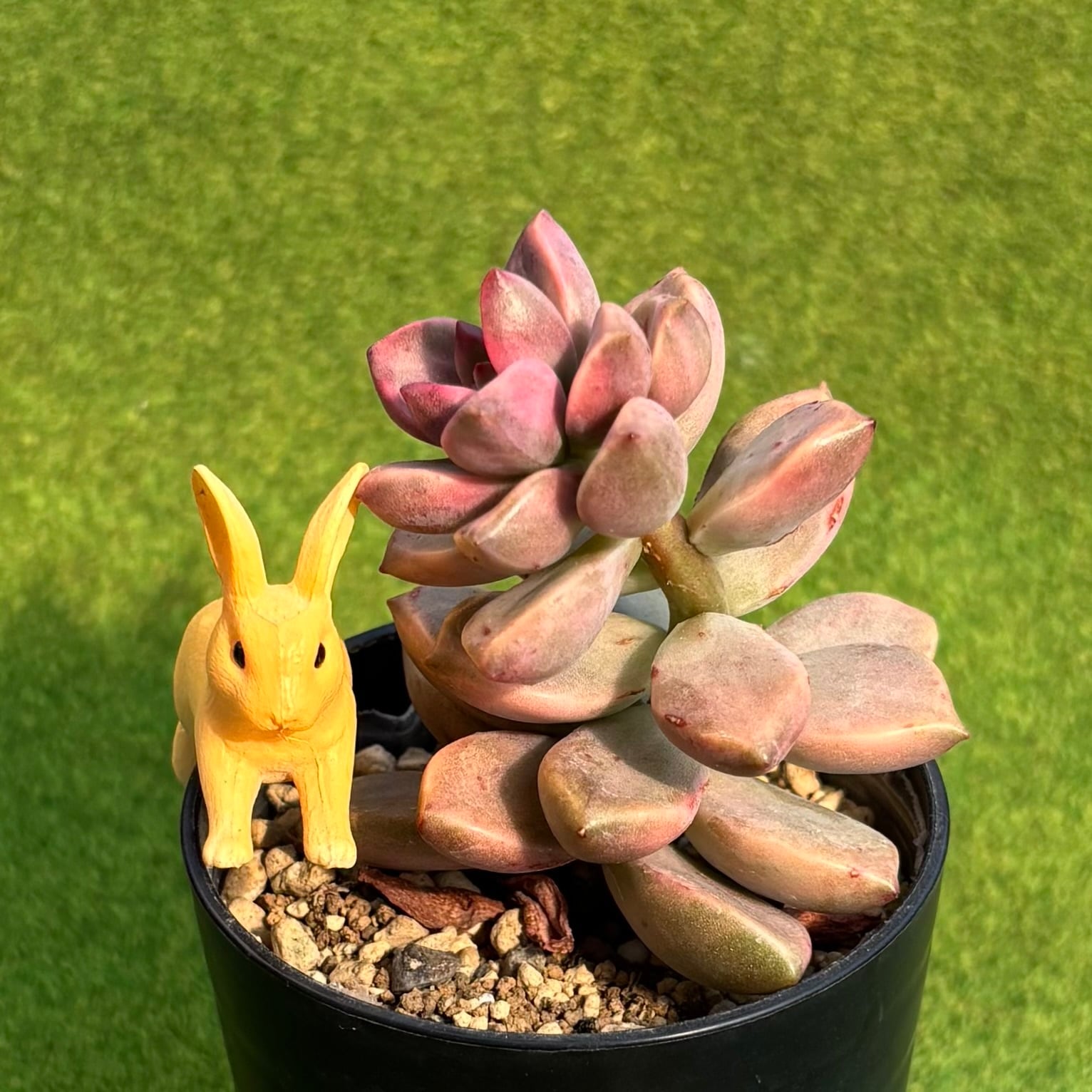 ピーチ姫（ブロンズ姫錦） | 多肉植物 豆彦商店
