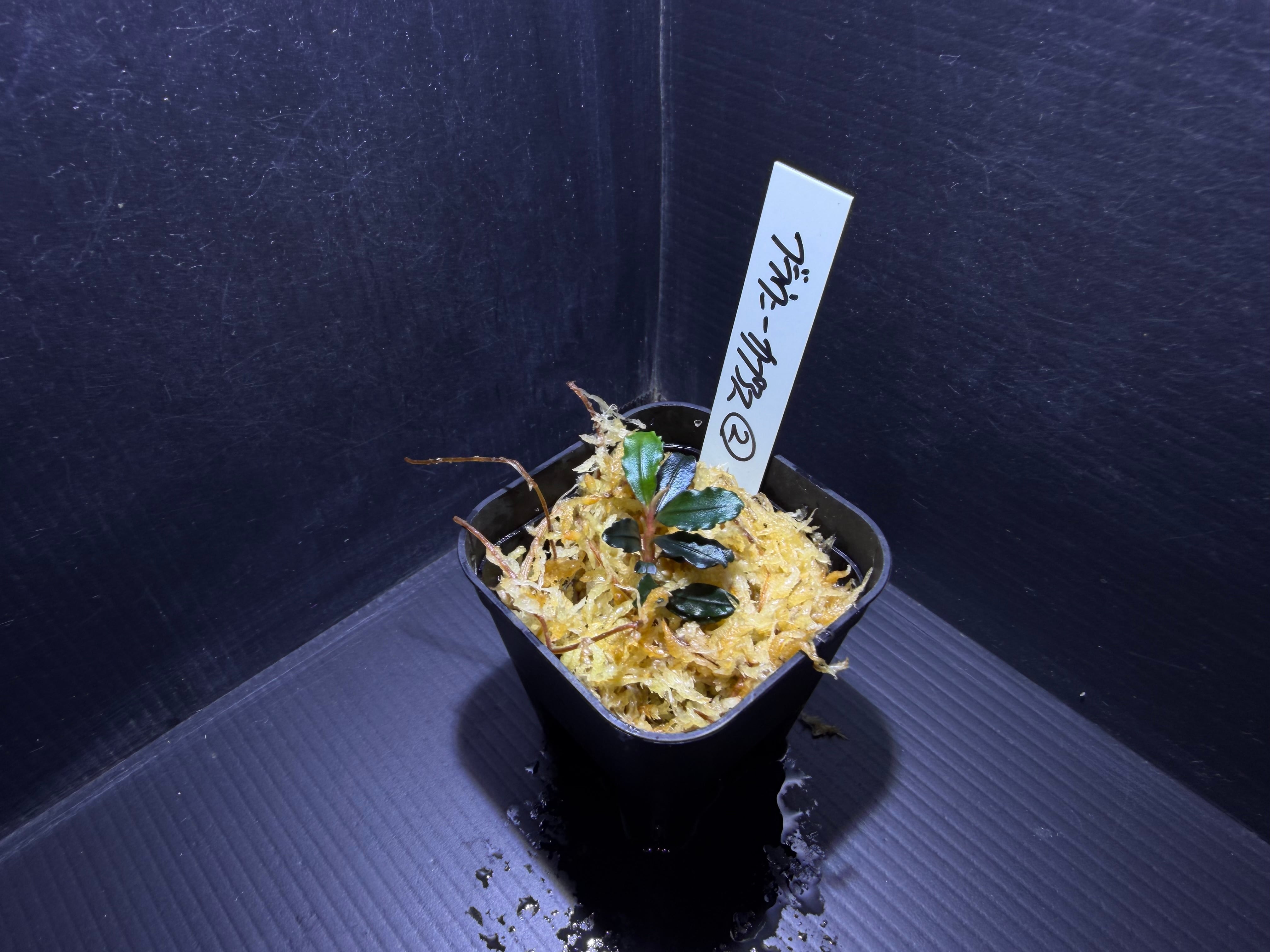 ブセファランドラ | AquaFocus