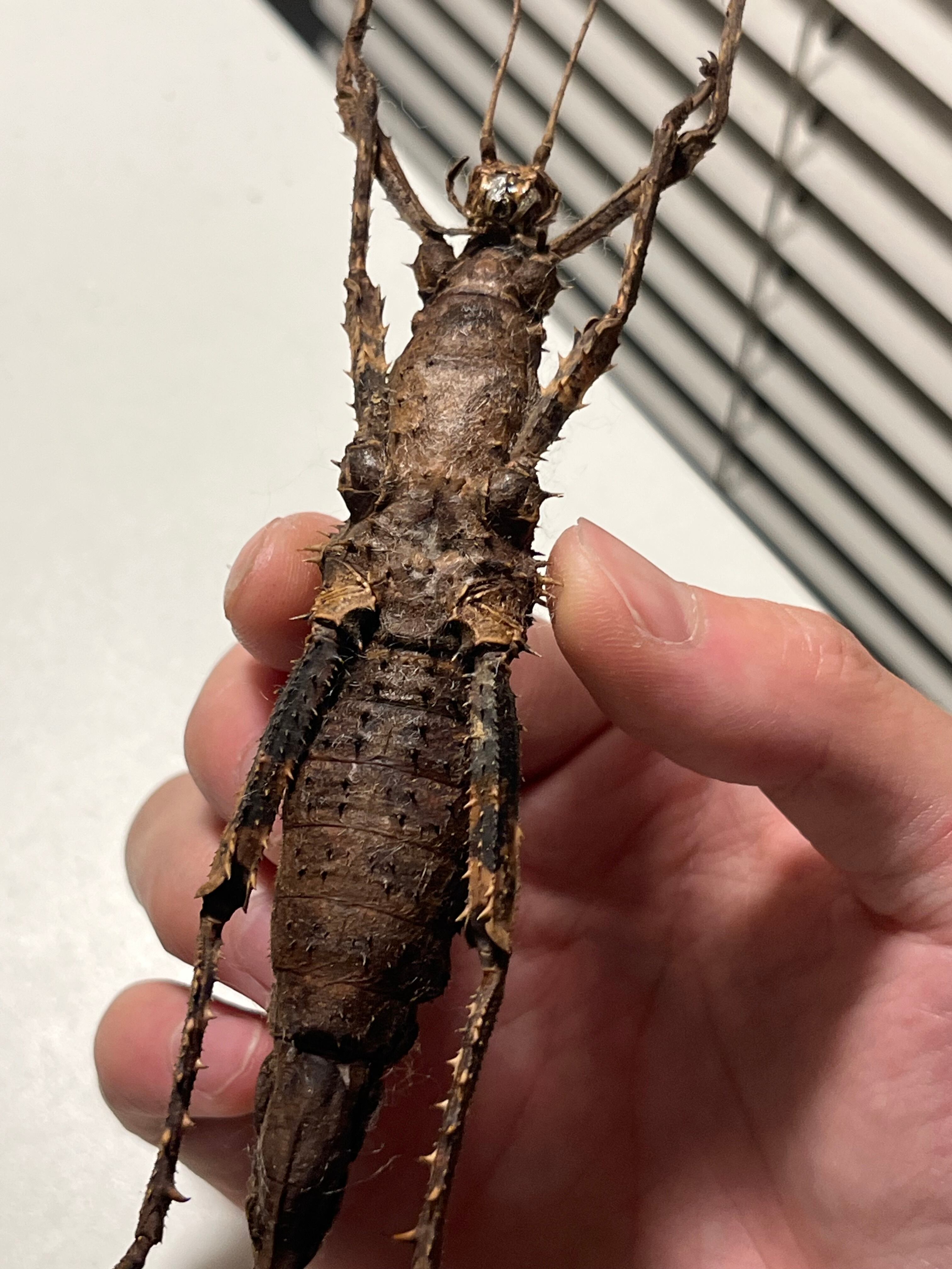 113mm】Haaniella echinataナナフシコノハムシカマキリマンティス