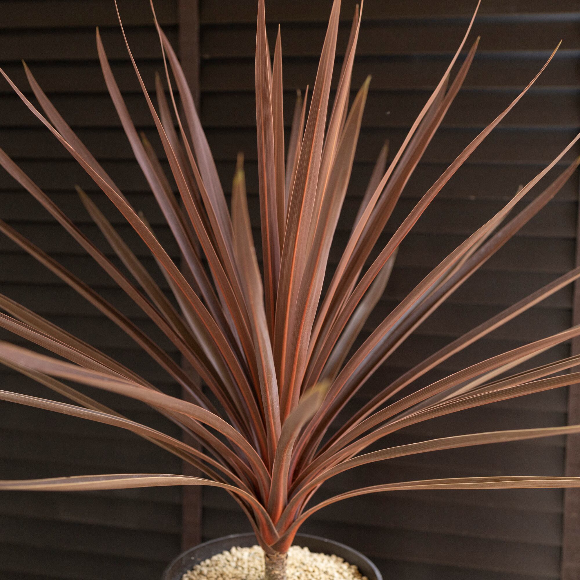 赤ドラセナ レッドスター コルジリネ 幹立 120cm