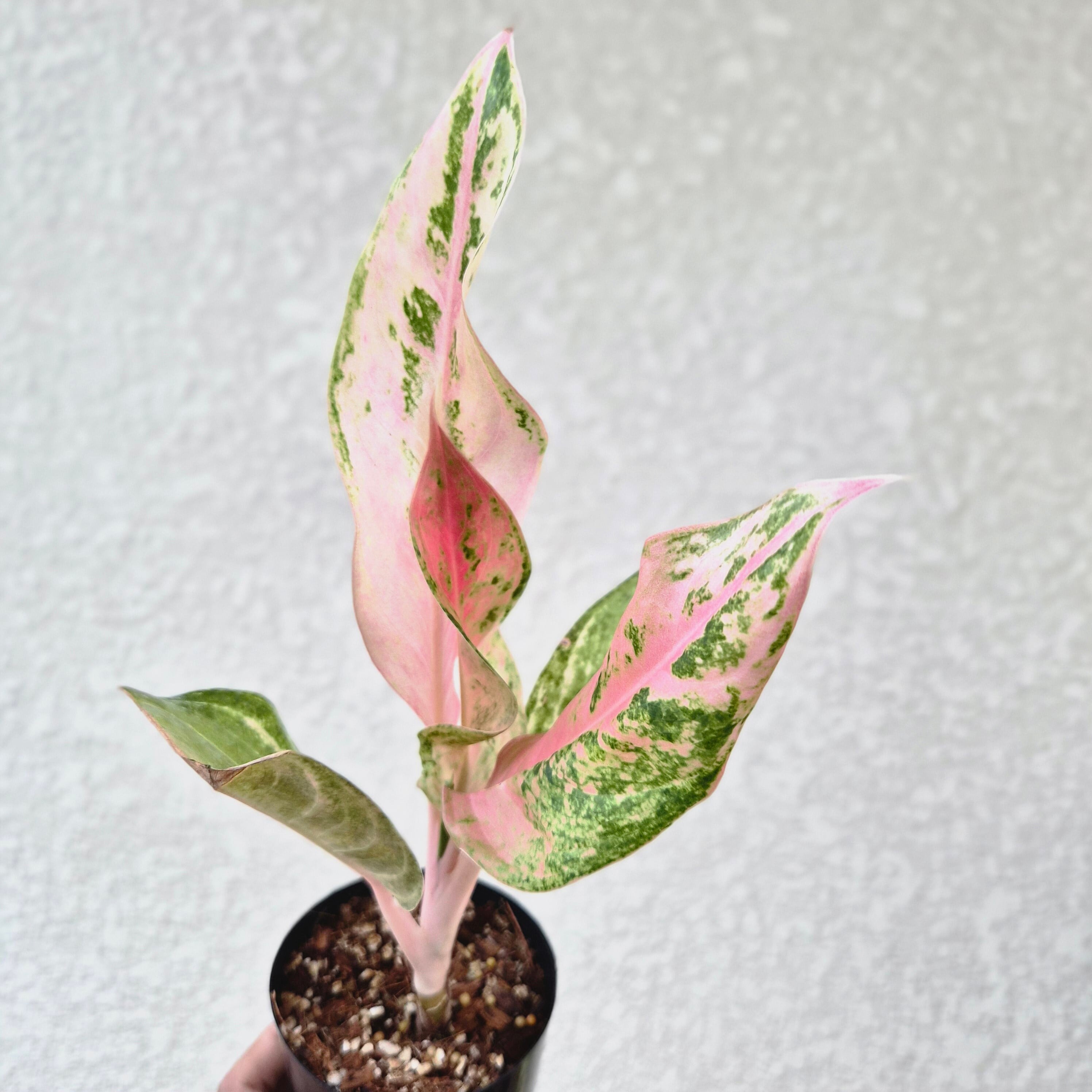 《Aglaonema Aladin》アグラオネマ アラジン ピンク 観葉植物 /ポット発送