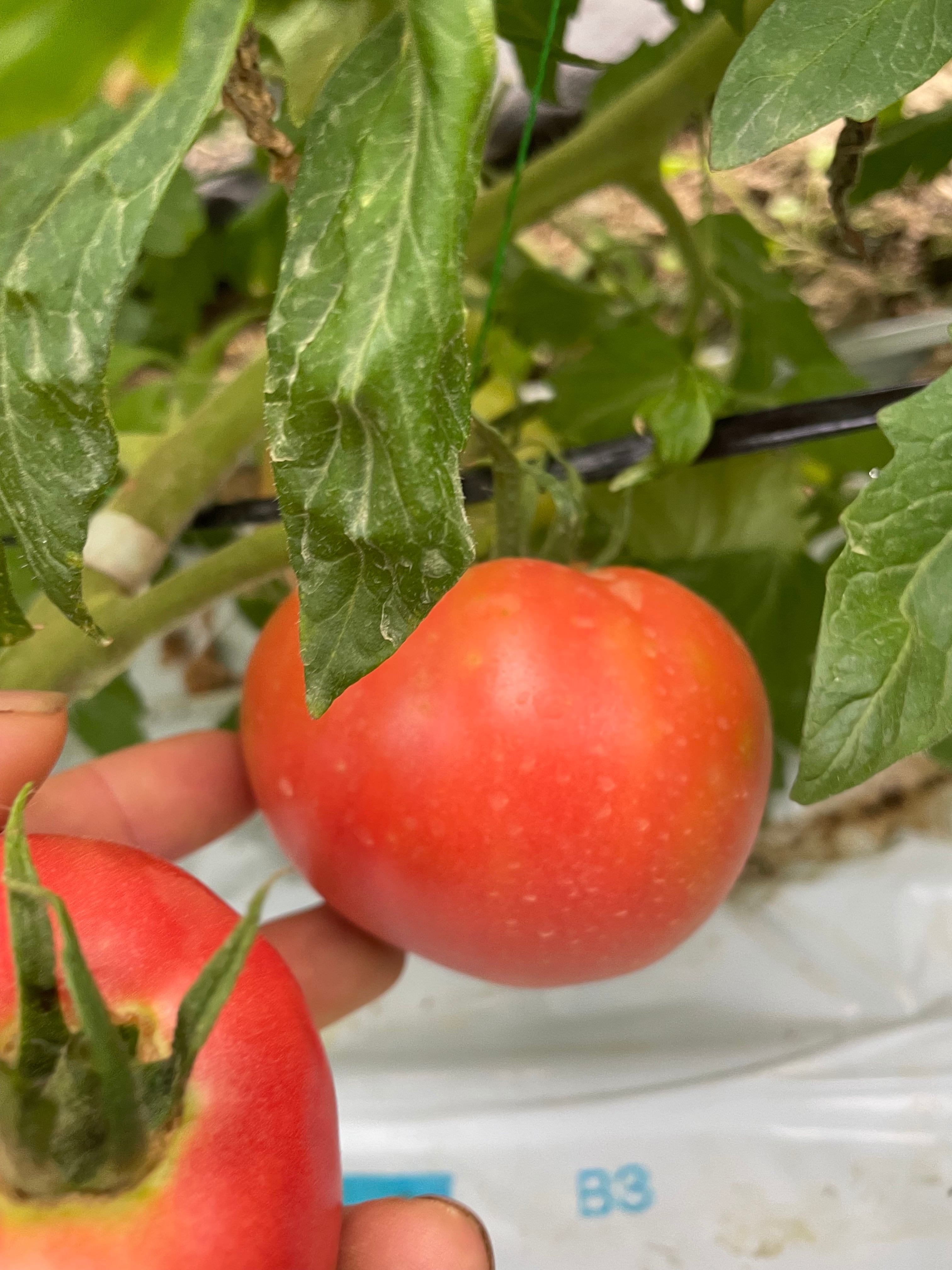 シェフの本気トマト | 戸田農園オンラインストア