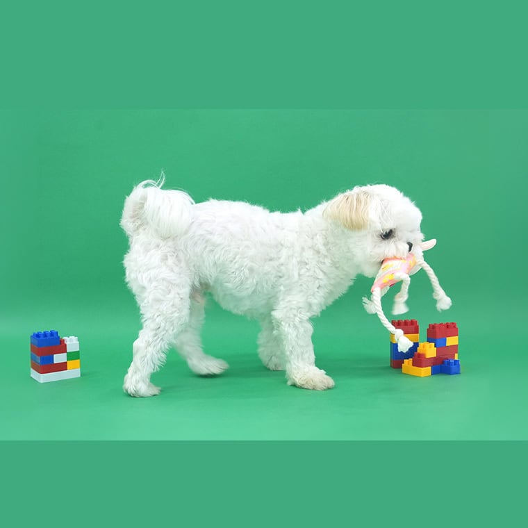 pattern design toy 3color / ペット 犬 おもちゃ 噛む カシャカシャ ロープ 知育玩具 可愛い わんちゃん おもちゃ ストレス解消 韓国 ペット用品 小型犬 中型犬