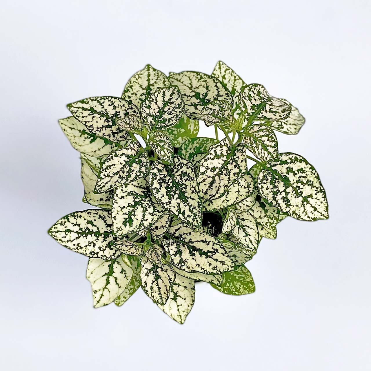 ６３ ヒポエステス ホワイト Inakougei イナコウゲイ 観葉植物 鉢 多肉 猫用品