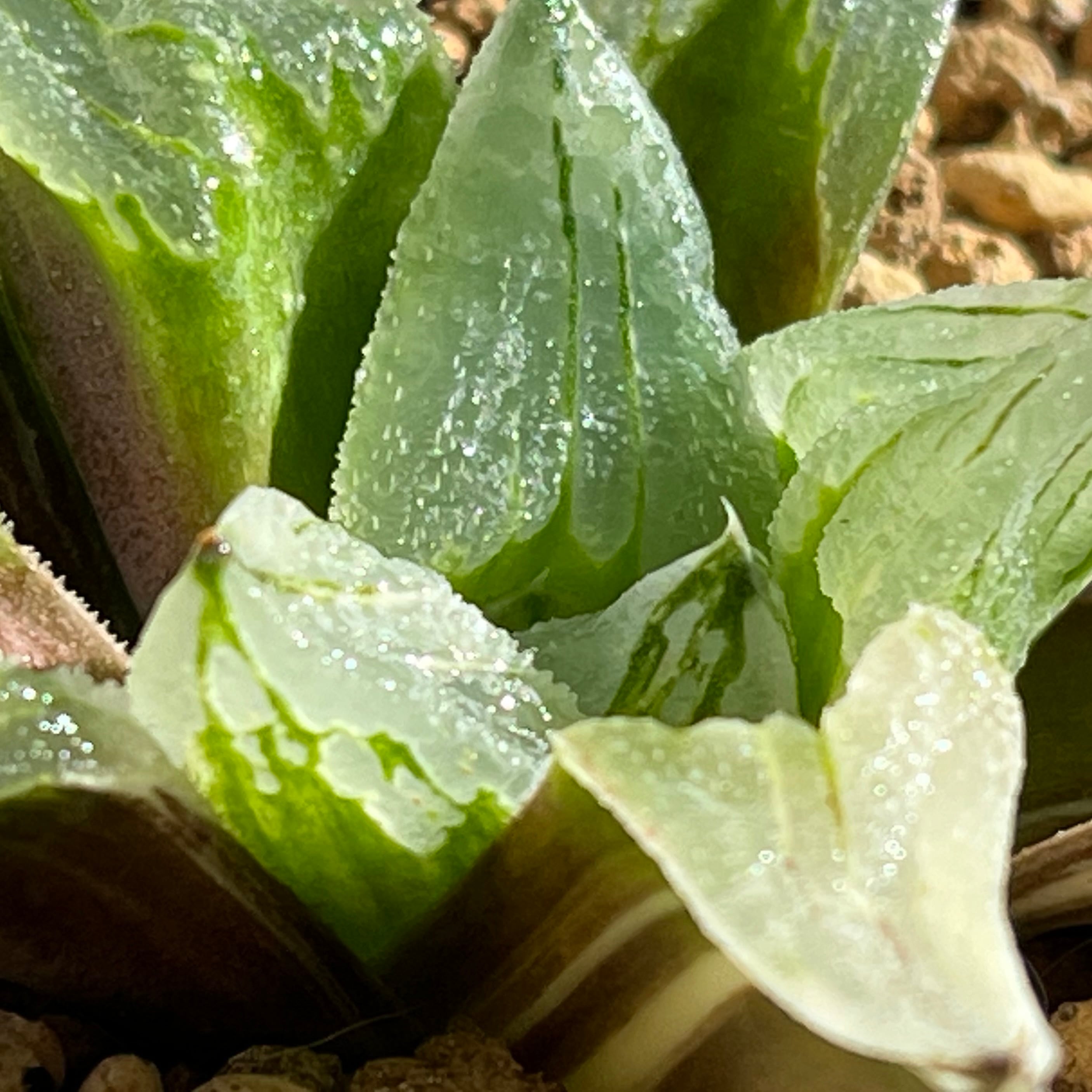 ハオルチア ピグマエアミュータント錦 | mocono_plants