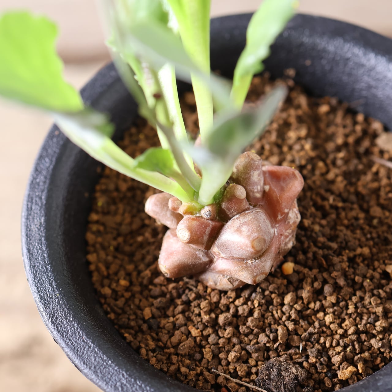 415 妖しくも魅力的『オトンナ ヘレー』観葉植物 【送料無料】 | MARX