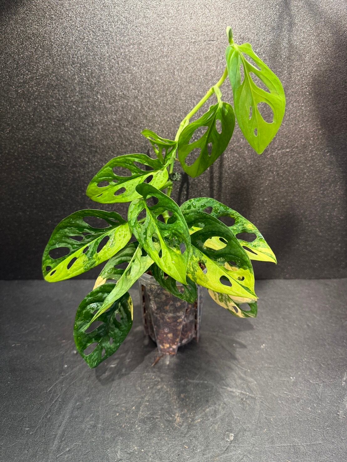 モンステラ アダンソニー☆斑入りマドカズラ 鉢苗☆11081 モンステラ