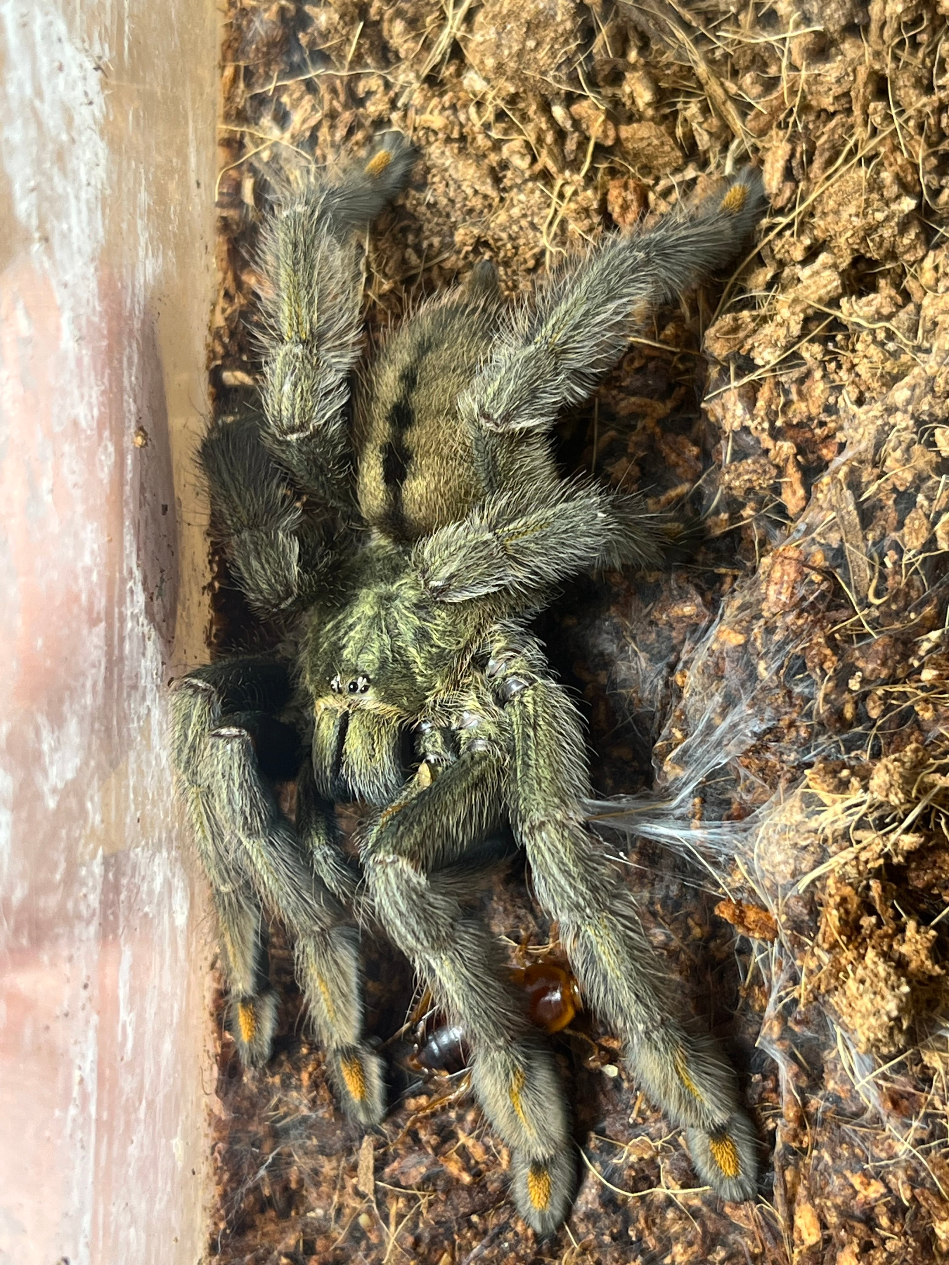 蜘蛛最大種】バーガンディーゴライアスバードイータータランチュラ