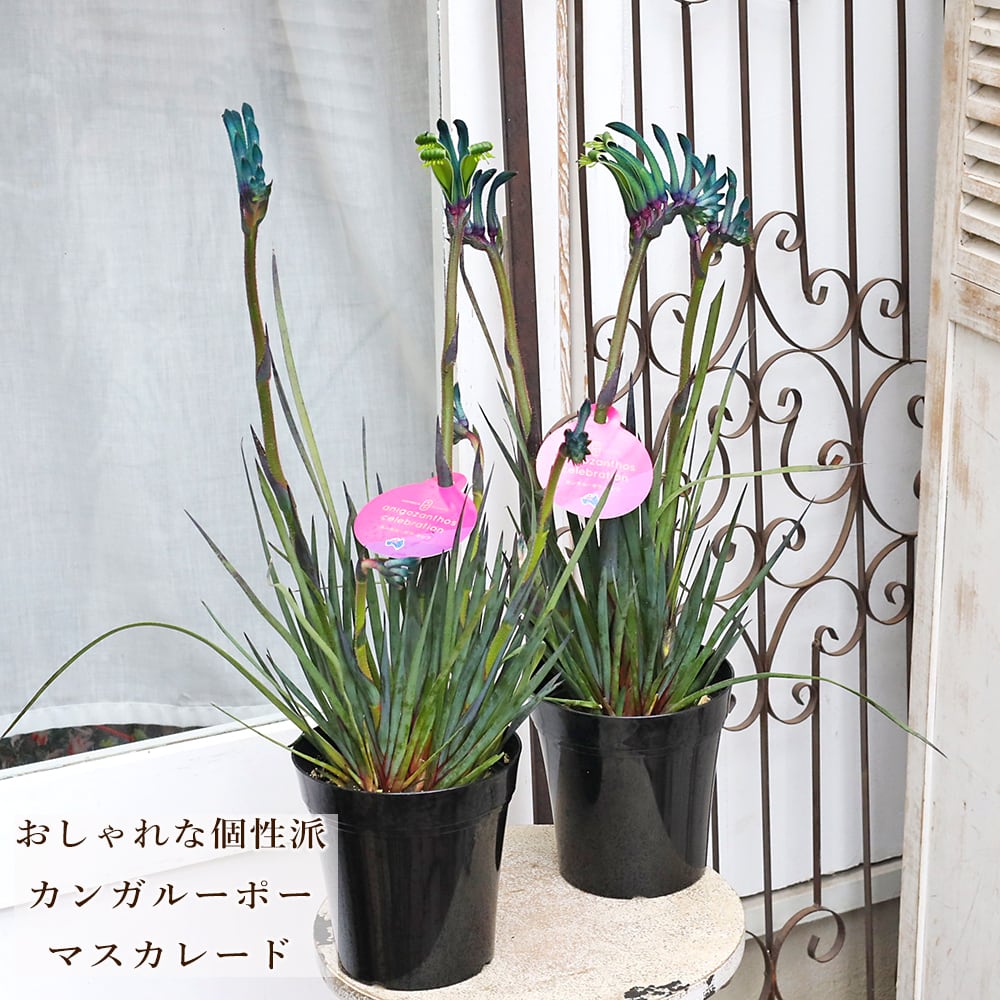鉢花 カンガルーポー セレブ マスカレード 5号 高さ60cm 多年草