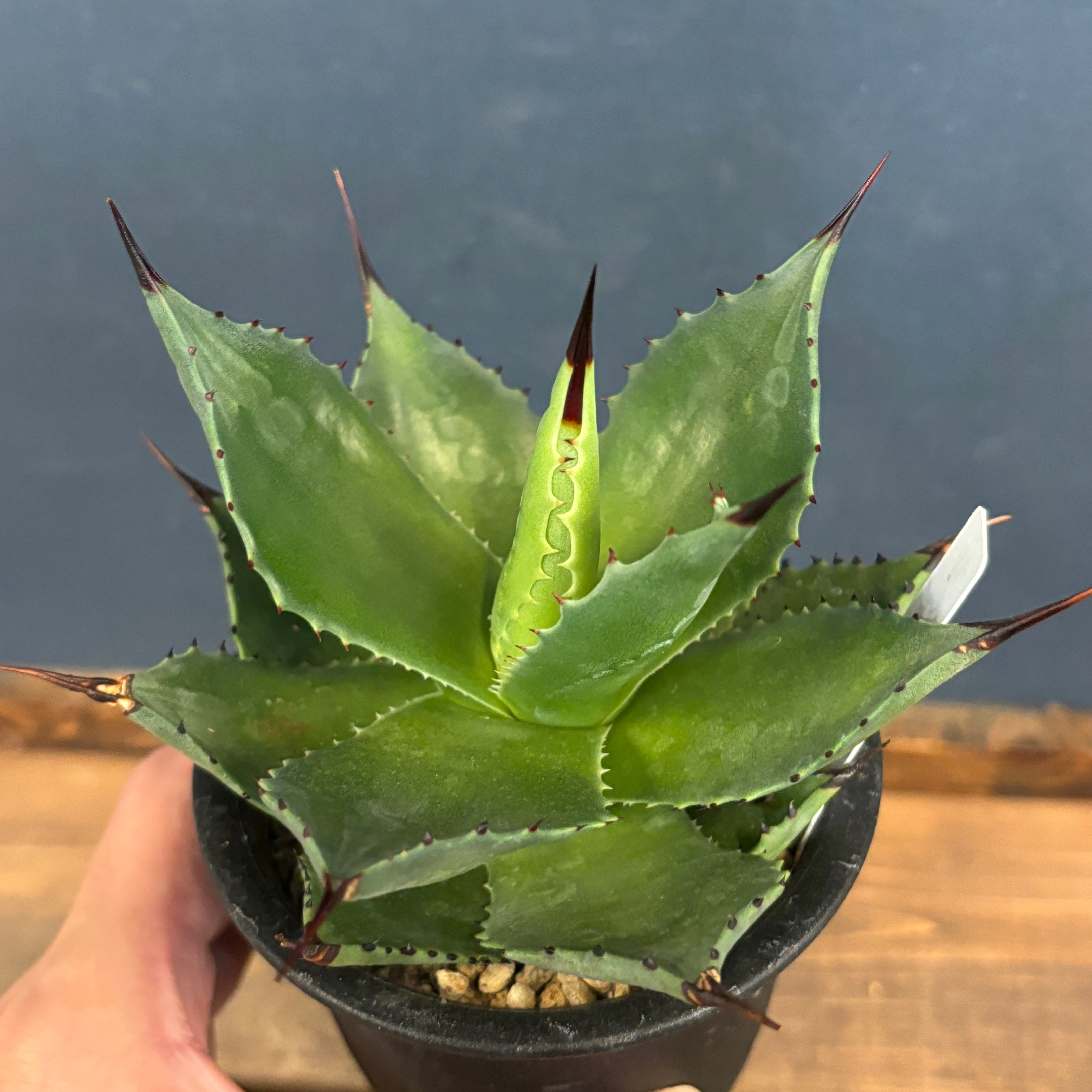 アガベ サルミアナ コルネリウス(メニー・ナロー・リーヴズ）観葉植物 多肉植物 アガベ 品種紹介（salmianae節）｜KKGREEN