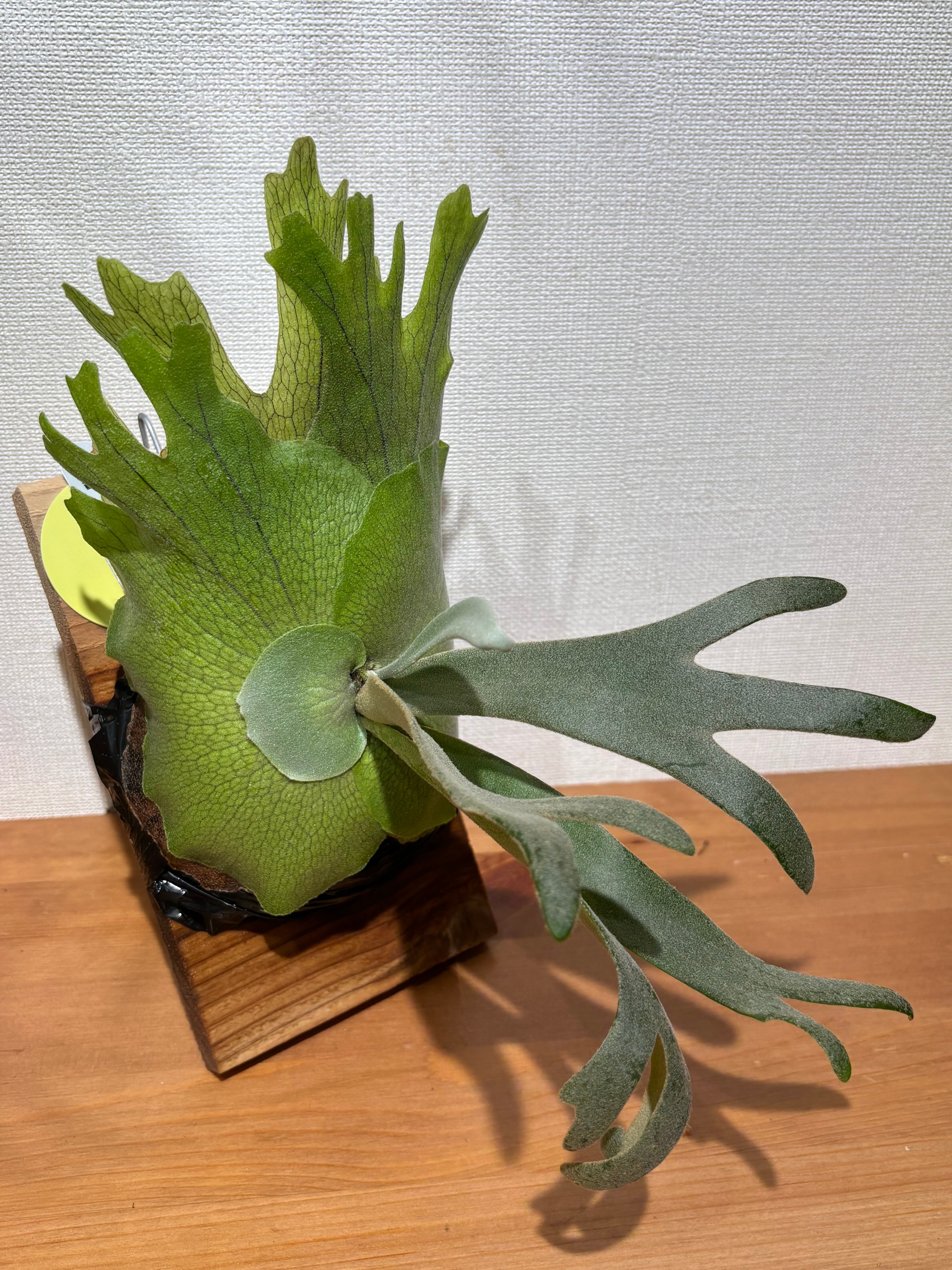P. willinckii 