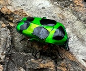 【WD】《マックレーツヤカナブン ペア》