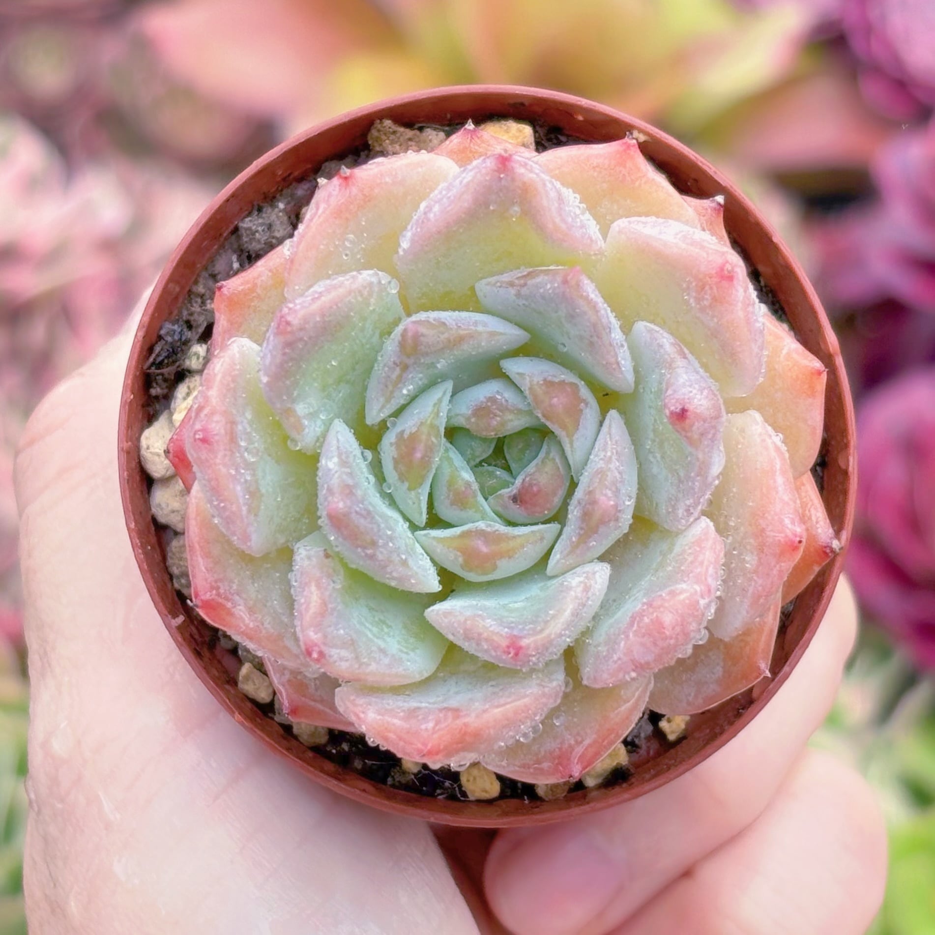 現品　E. hyalina x E. laui#K531　るる農園