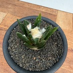 Ariocarpus bravoanus【アリオカルプス・ブラボアナス・実生】