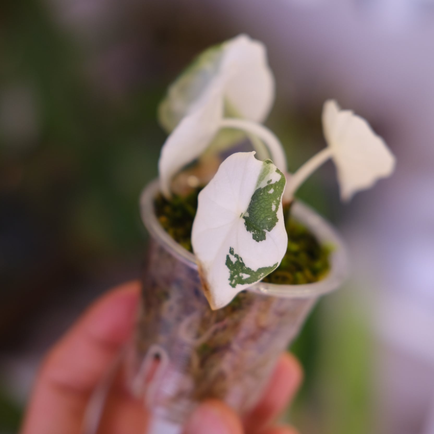 アロカシア メロ アルボ│Alocasia melo 'Albo' Var.⑤│観葉植物
