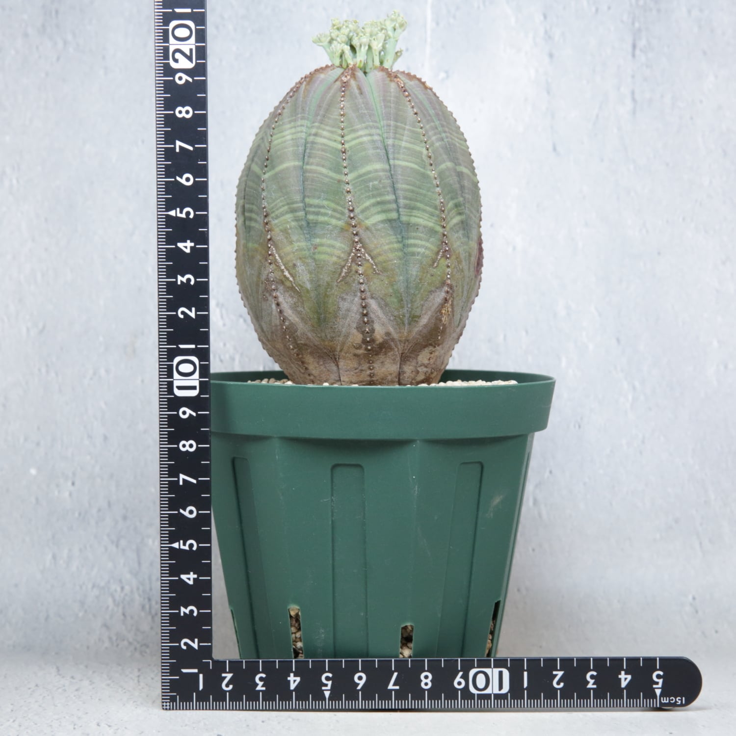 メス株 大株 最大幅 約7.8cm 木質化 マウンテン オベサ