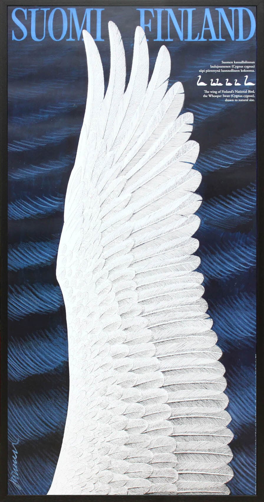 エリック・ブルーン/自然保護協会ポスター「白鳥の羽」アート フィンランド 絵画 北欧