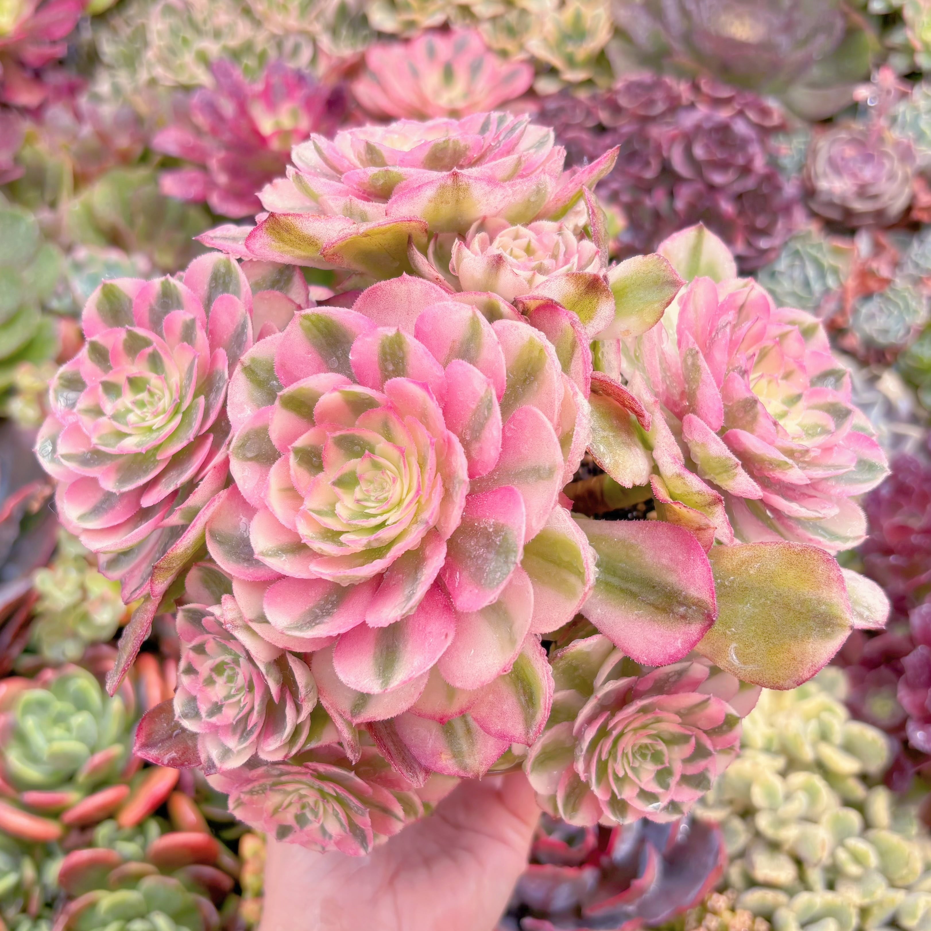 現品　傾城#625　新入荷　特大群生　るる農園