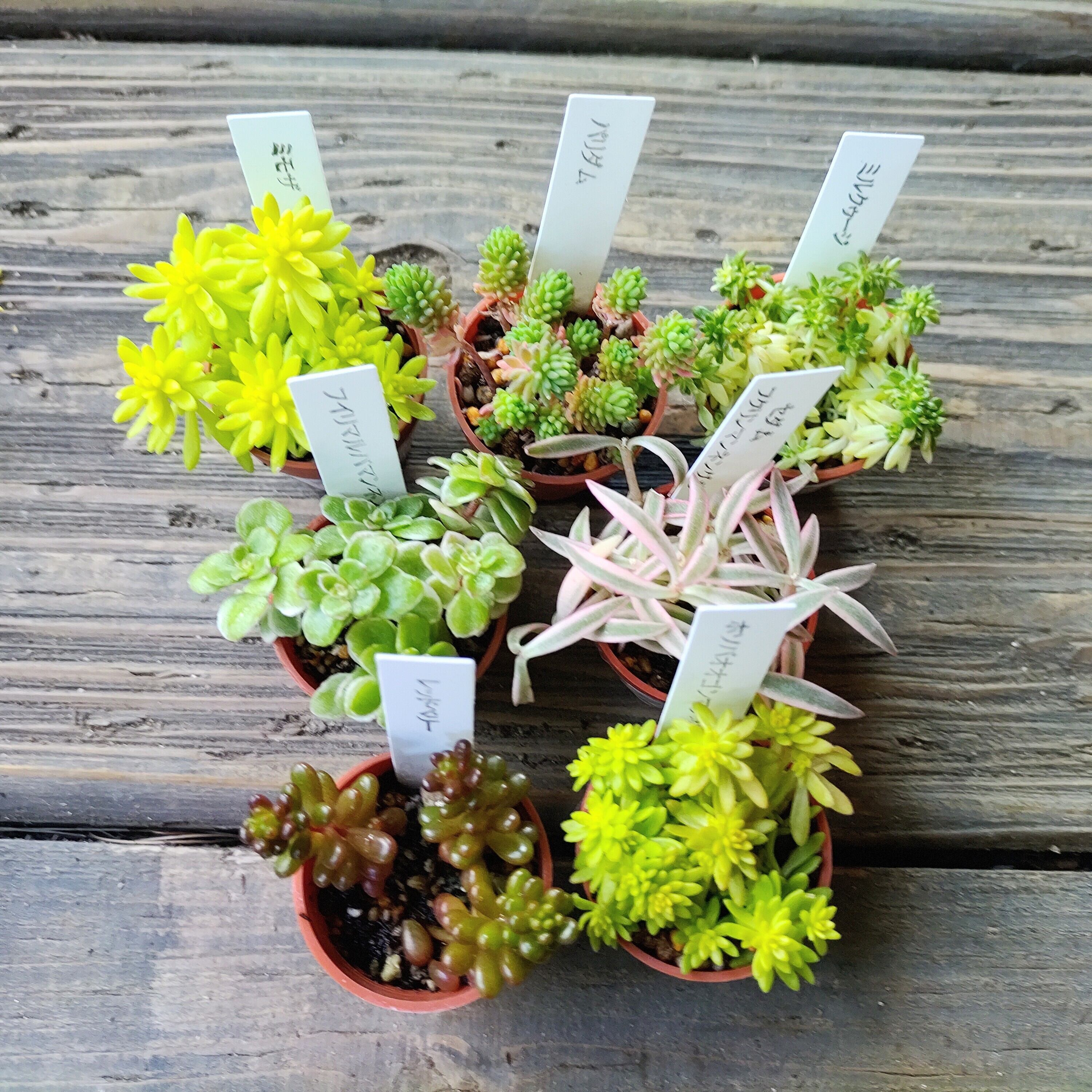 100#多肉植物アエオニウム錦❤️ アンナ ❤️11頭17cm拔き苗 T)アンナ錦(アエオニウム) | RuPo 多肉植物専門店