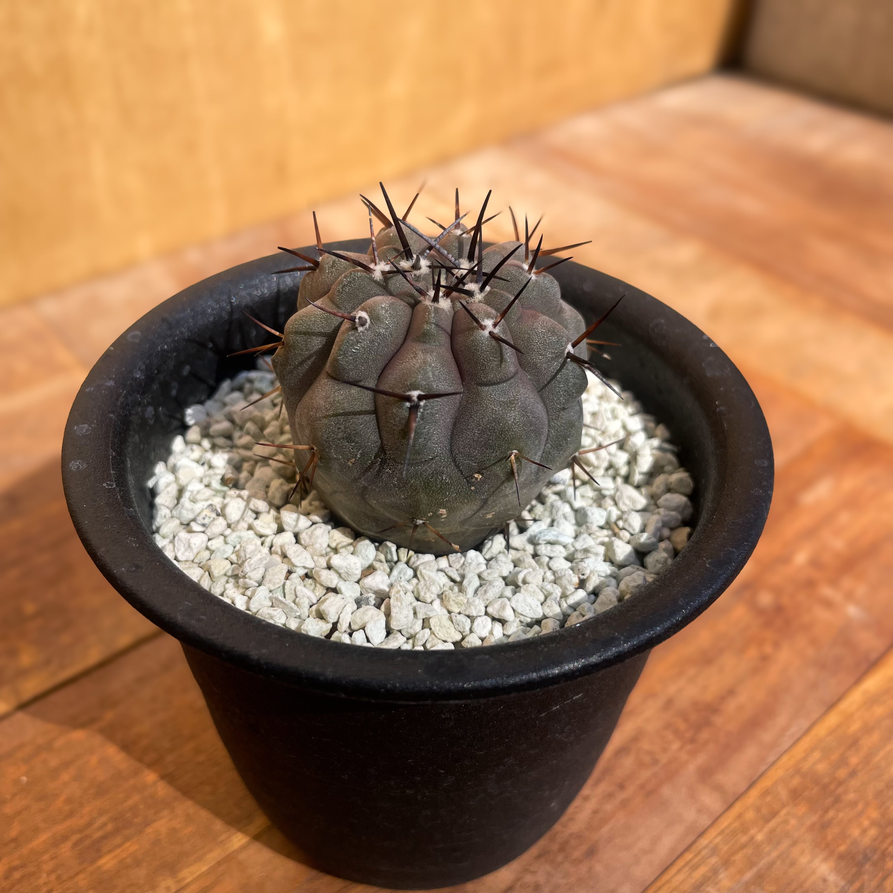 Copiapoa cinerea【コピアポア・黒王丸・実生】 | RIMO