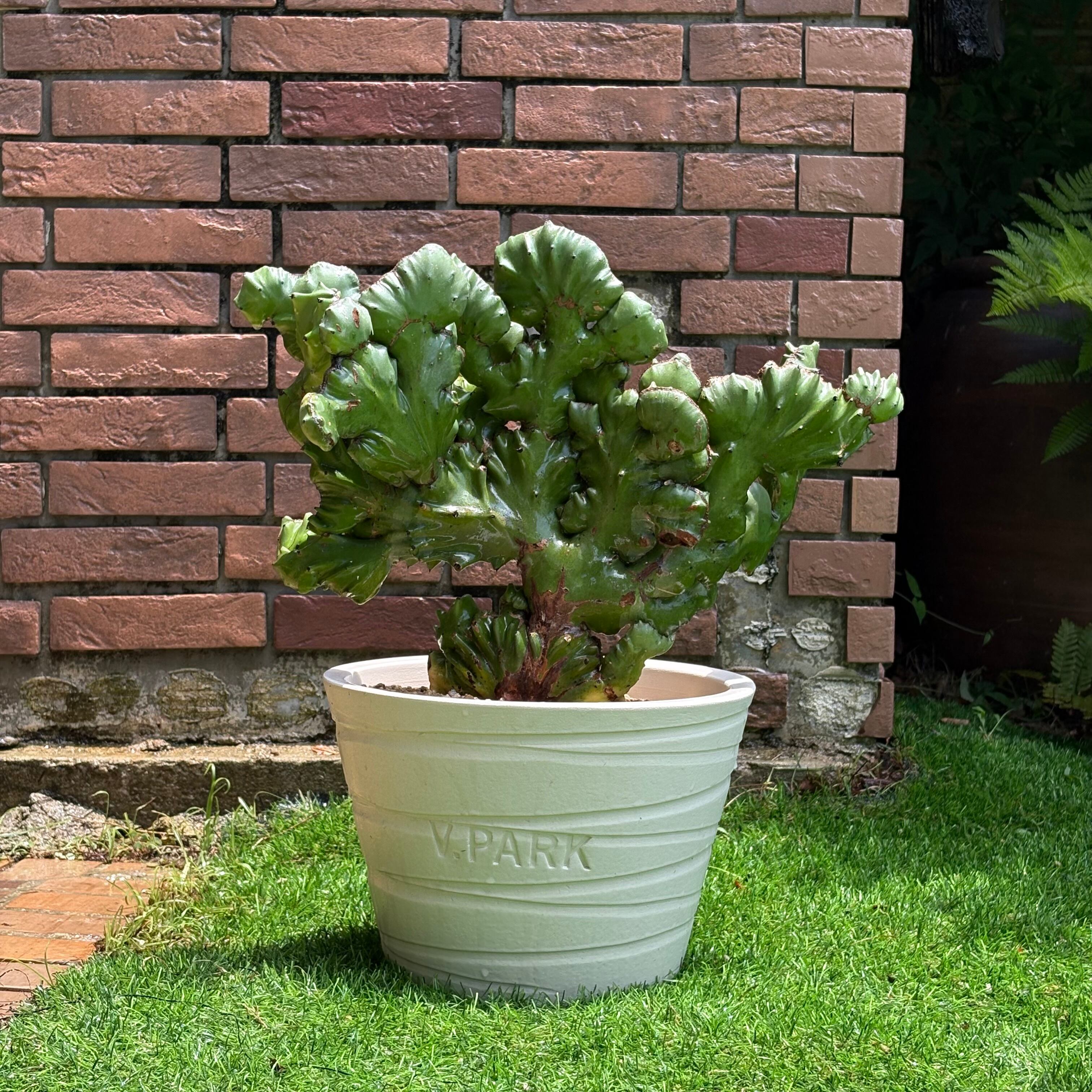 ユーフォルビア マカイキリン オリジナル 信楽焼鉢