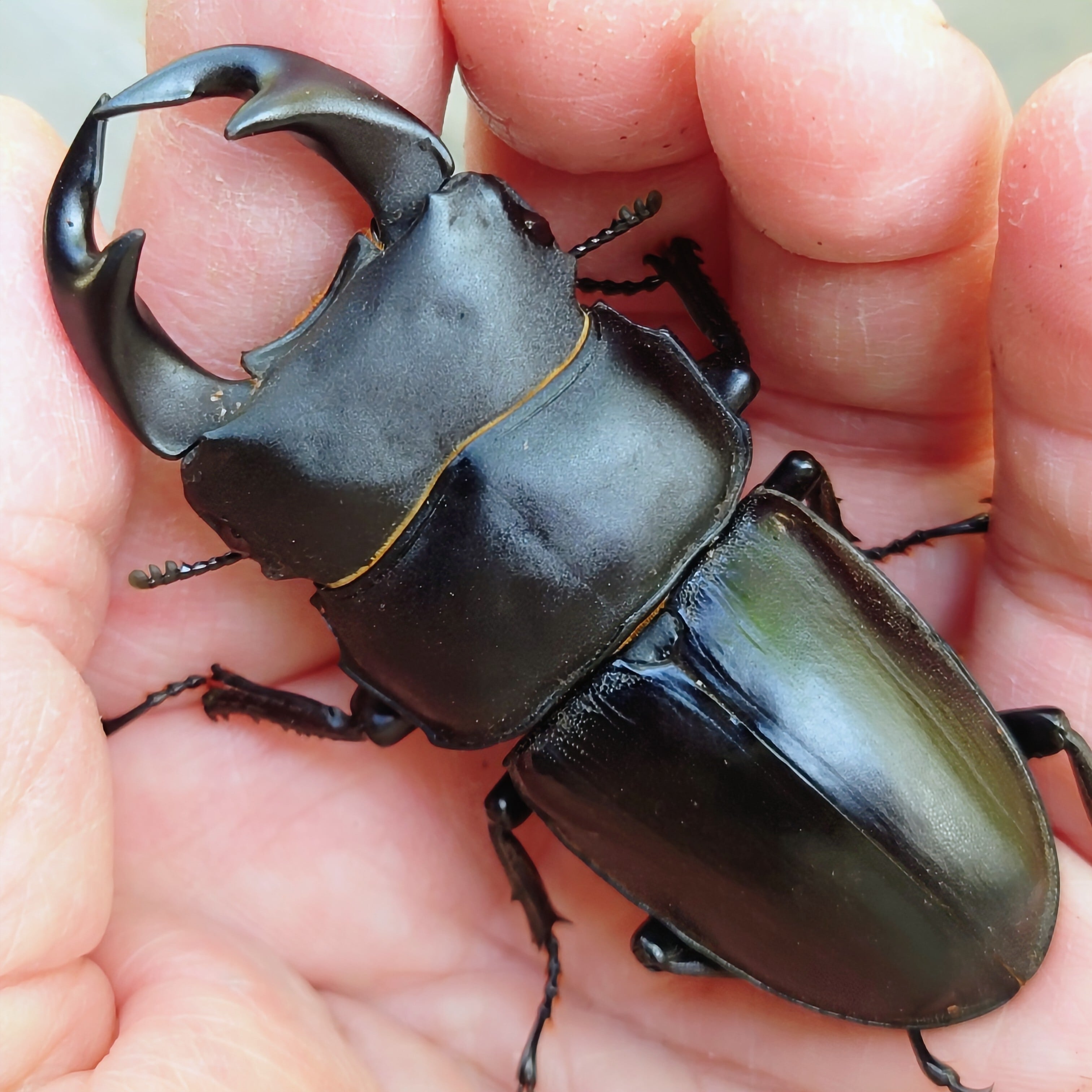 insect shop Deep Purple