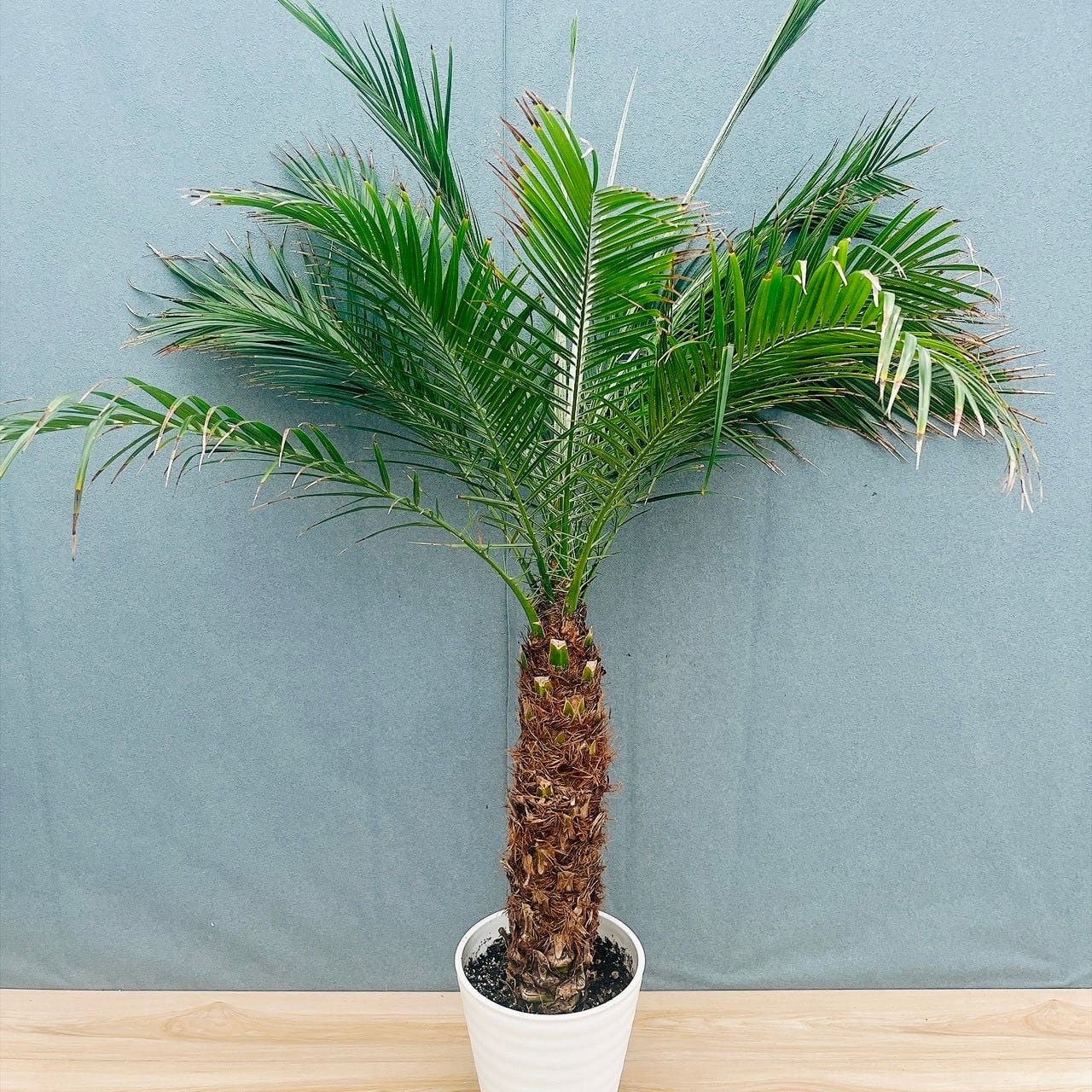現品］G フィロデンドロン クッカバラ 幹上がり 盆栽風 観葉植物 室内