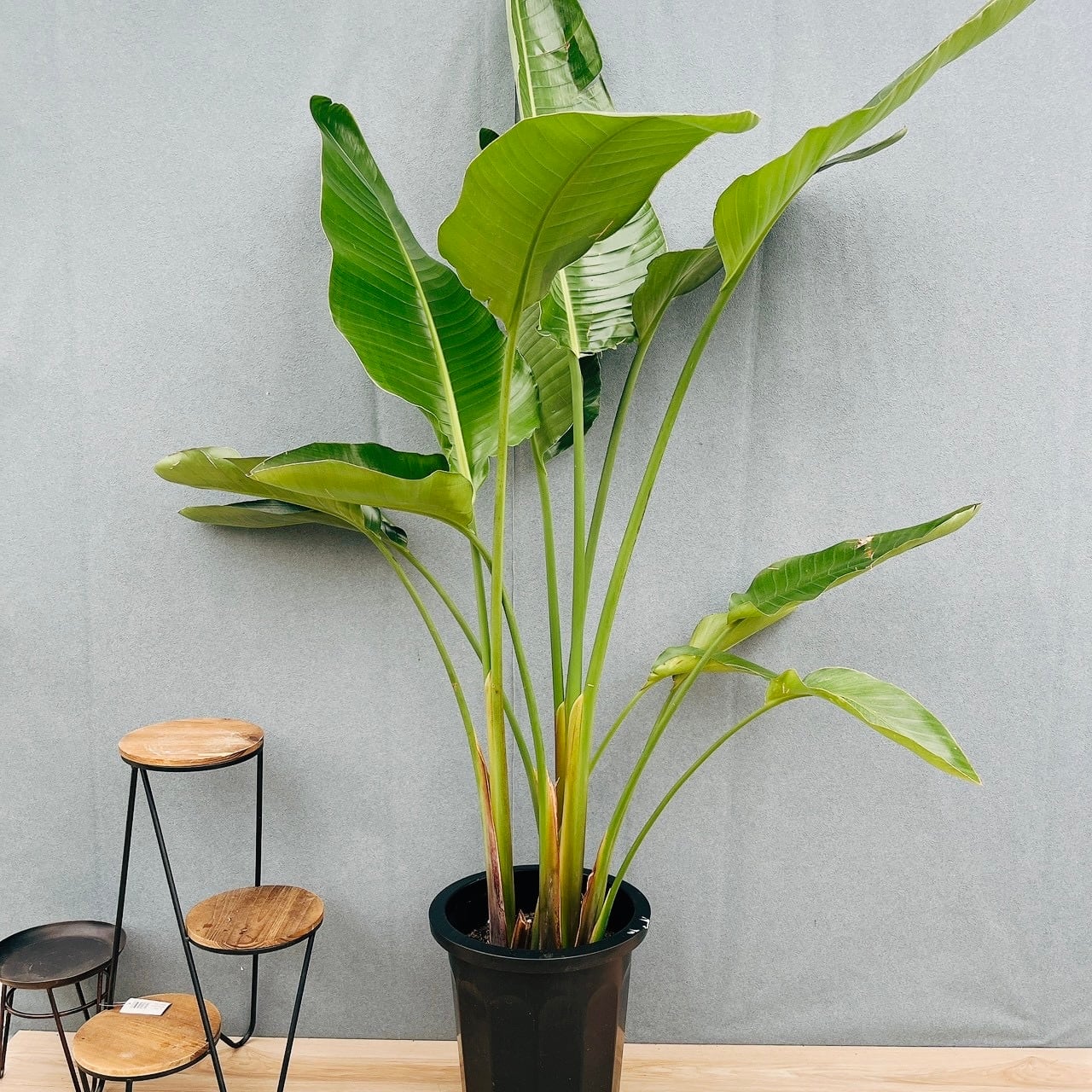 ［現品］37番　ストレリチアニコライ　オーガスタ　10号　観葉植物　大型　室内 現品］37番 ストレリチアニコライ オーガスタ 10号 尺鉢 観葉植物 大型