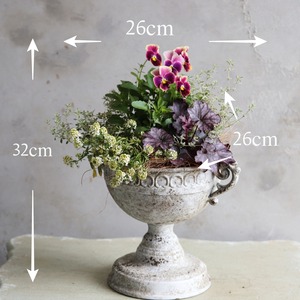 秋冬に楽しむ寄せ植え｜届いてすぐ玄関に飾れる 　ビオラあんみつももかカップ