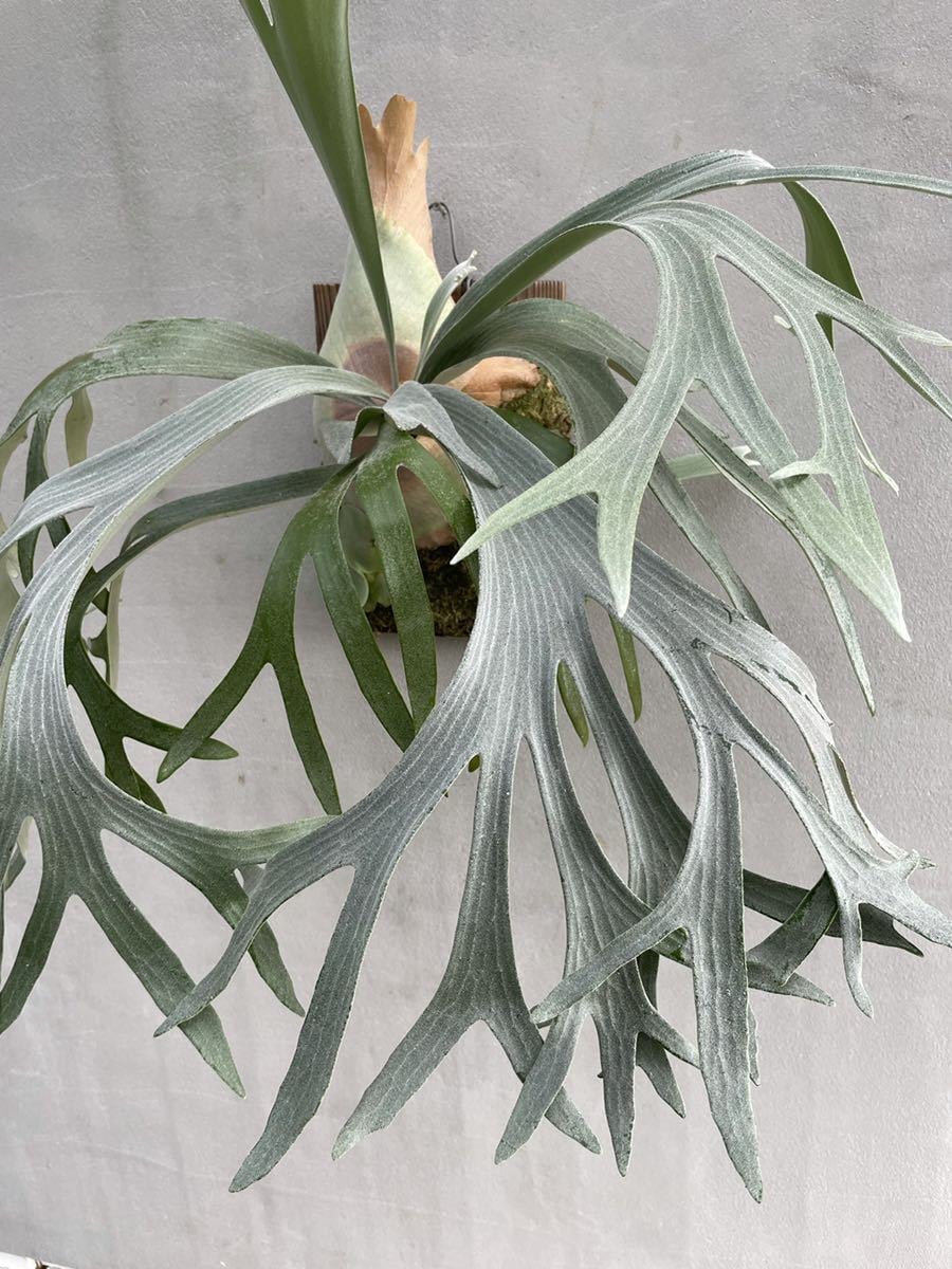 a) P. willinckii 'Elves' ビカクシダ ウィリンキー 'エルベス