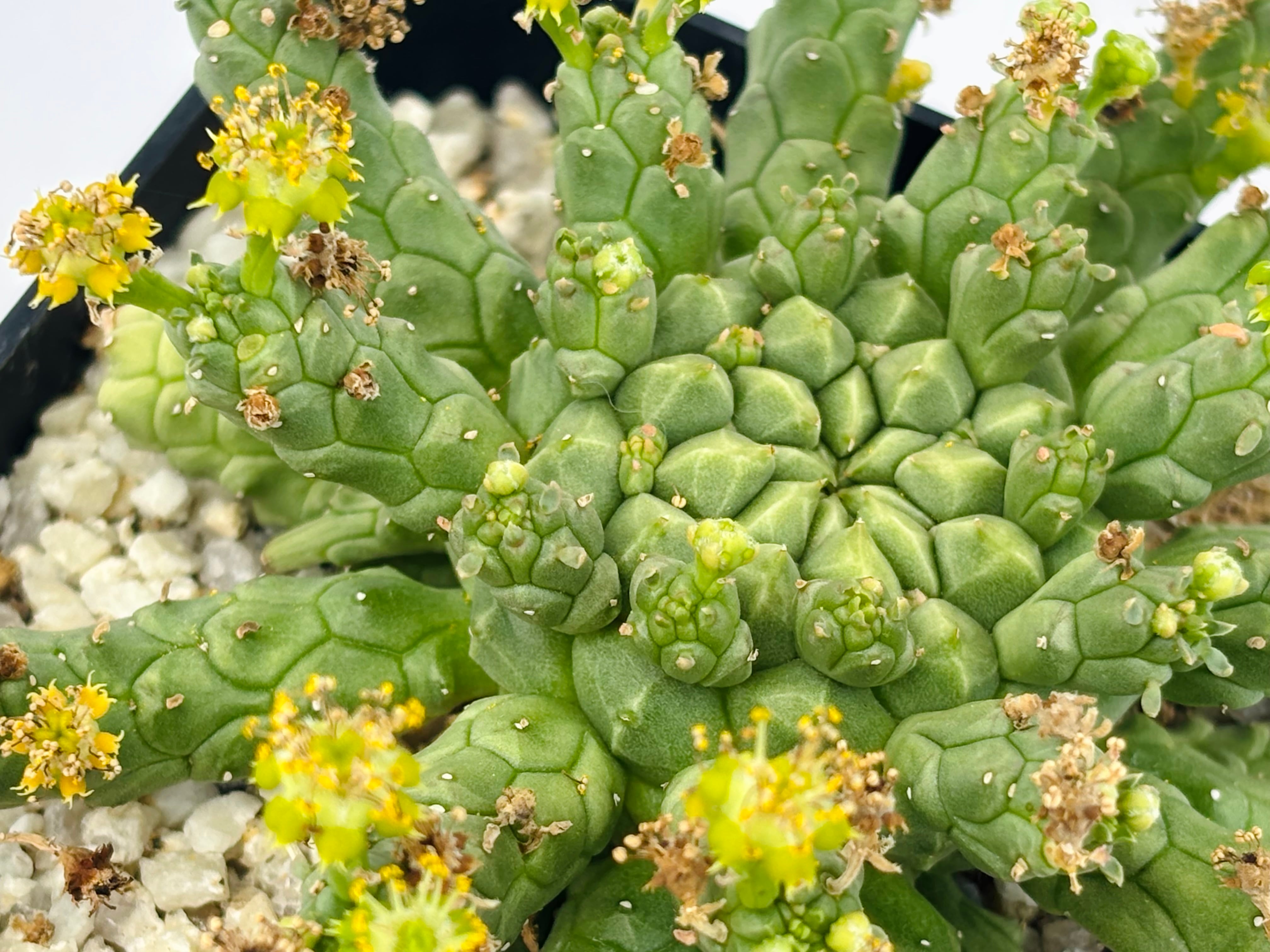 Euphorbia gorgonis ユーフォルビア ゴルゴニス 多肉植物 | plants