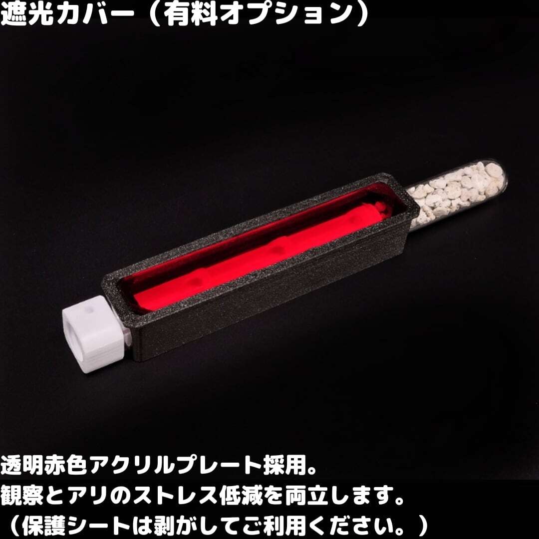 ミヤコオオアリ｜女王｜コロニー｜Camponotus friedae | あり巣 in
