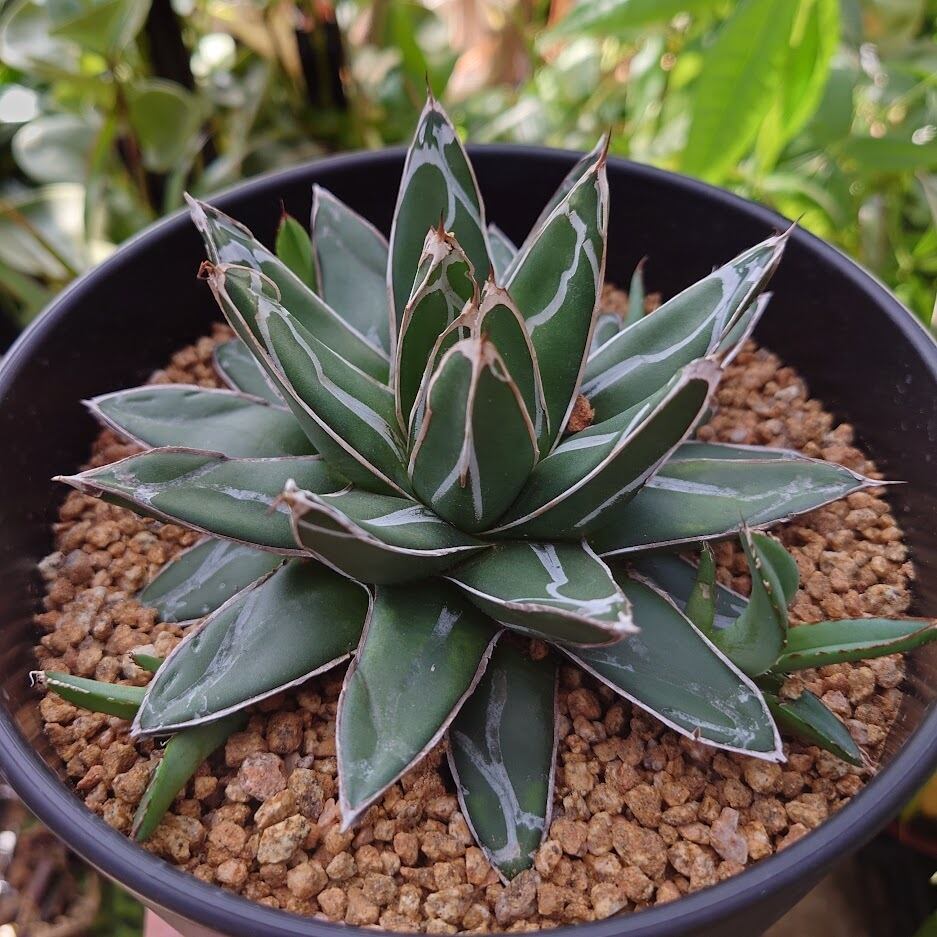 アガベ 笹の雪 6 Agave victoriae reginae 子株4付 | 多肉植物