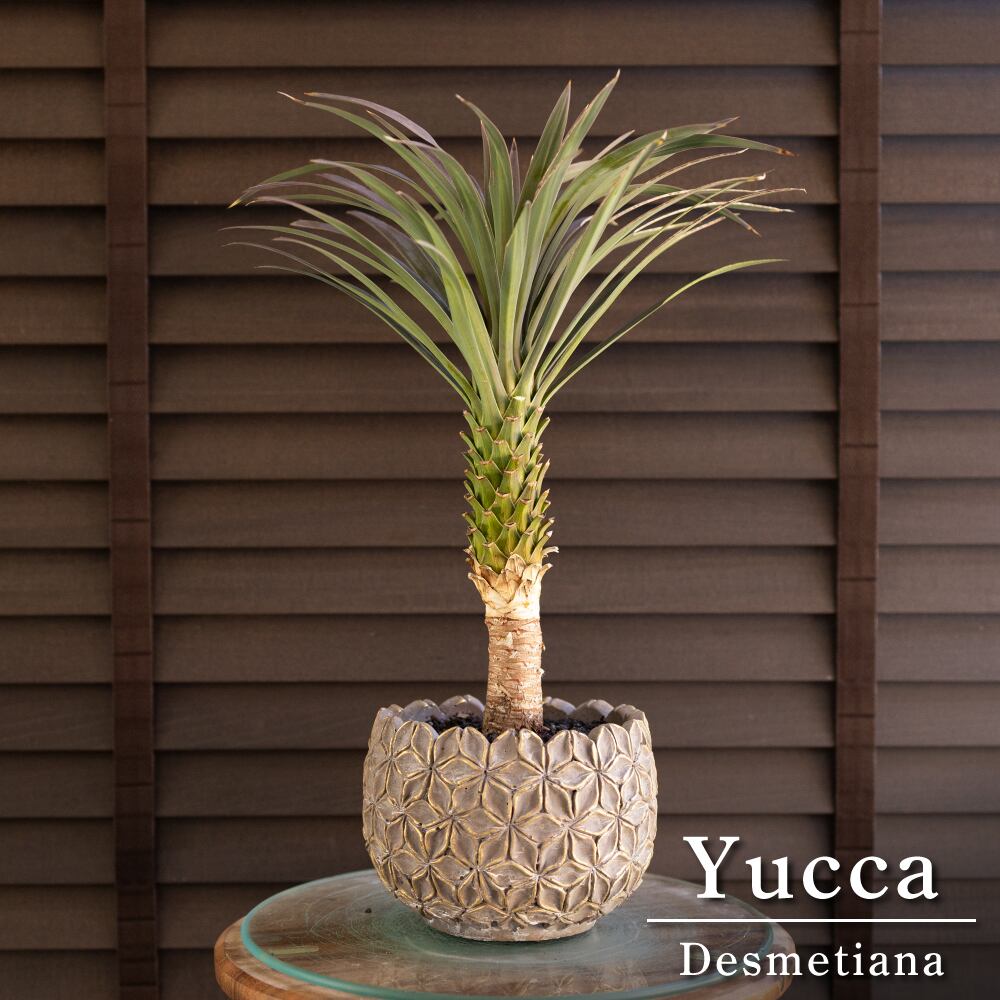 ユッカ デスメティアーナ Yucca Desmetiana ヤシ 幹立ち 5号 陶器鉢 0411GG