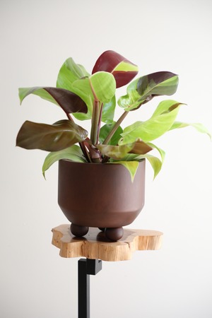 【M】【希少】フィロデンドロン イエローフレーム/ Philodendron Imperial Yellow Flame ※マンゴーウッドポット付き