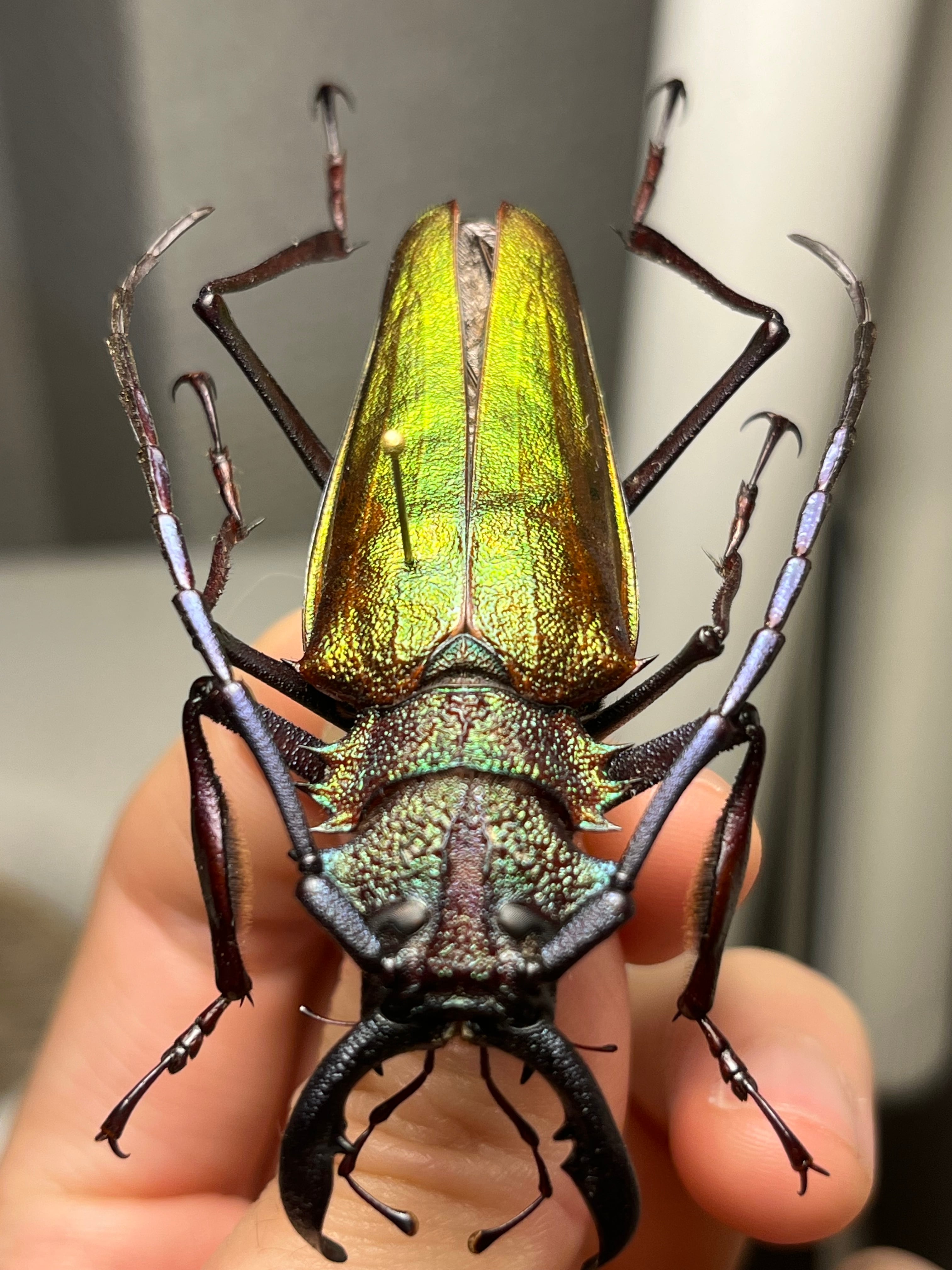 70mmルリオニカミキリ 標本 70mm キンオニノコギリカミキリ 赤