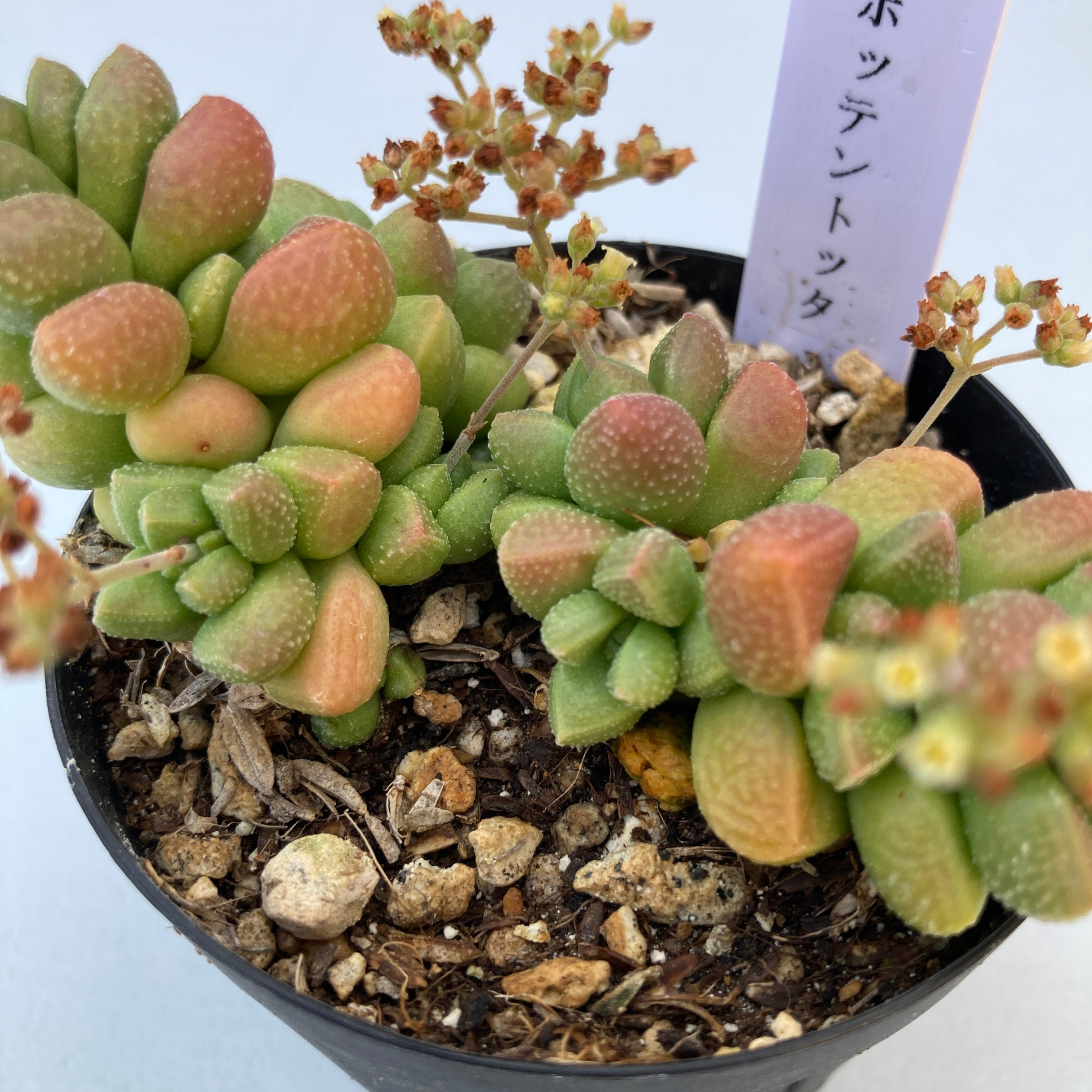 クラッスラ | 多肉植物研究所