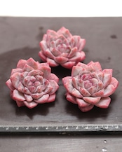 カット苗 ダイヤモンドジェニー Echeveria 'Diamond Jenny'