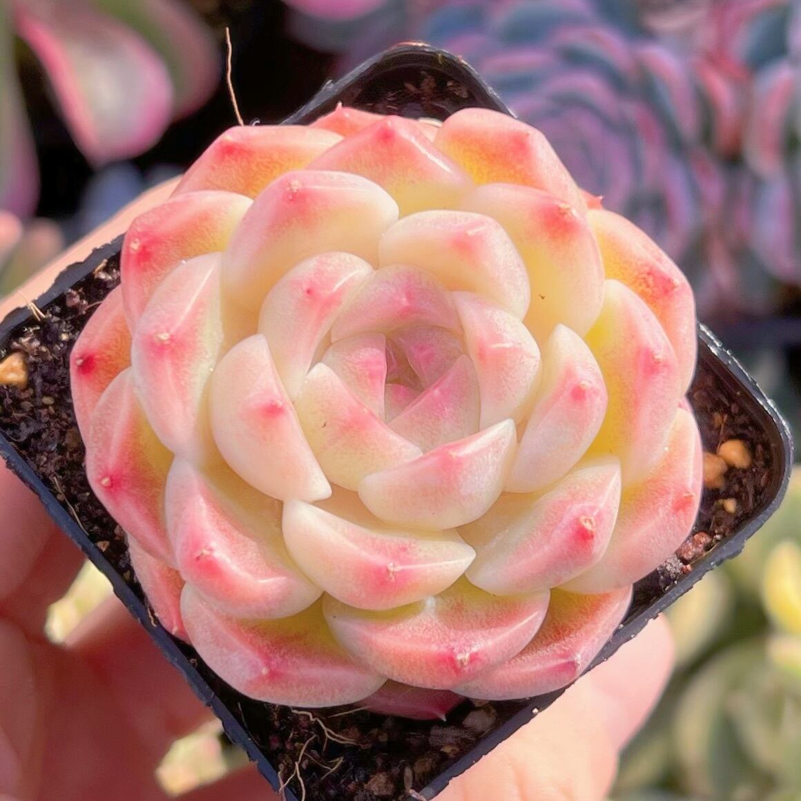 現品　桃ソーダ#060　新入荷　るる農園