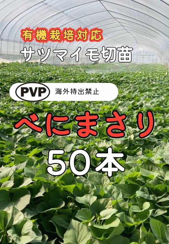 ハロウィンスウィート切苗 50本 | さぬきガーデンやさい屋
