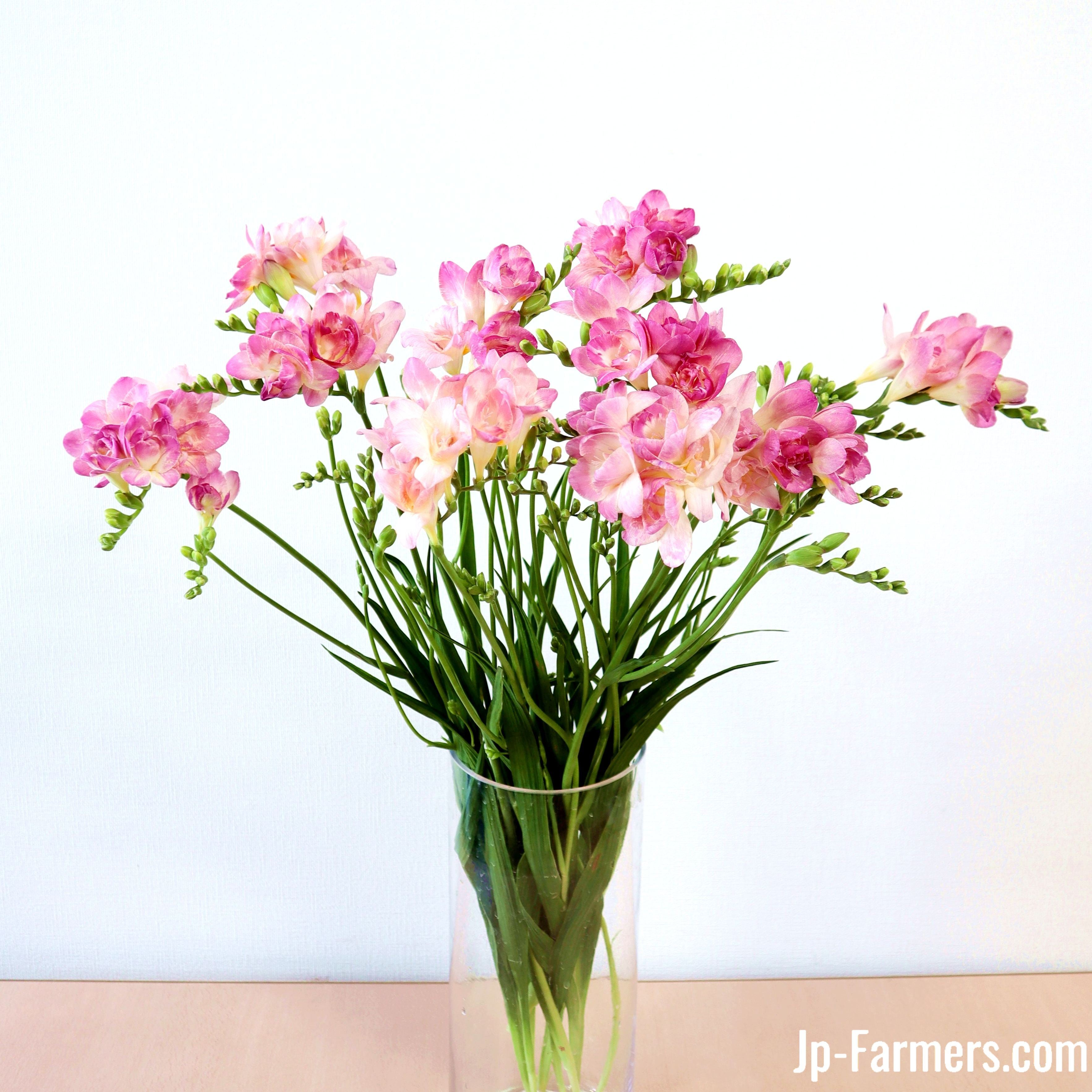 飾る香水！希少なピンクのフリージア ロザリオ（八重咲き） 20本 高