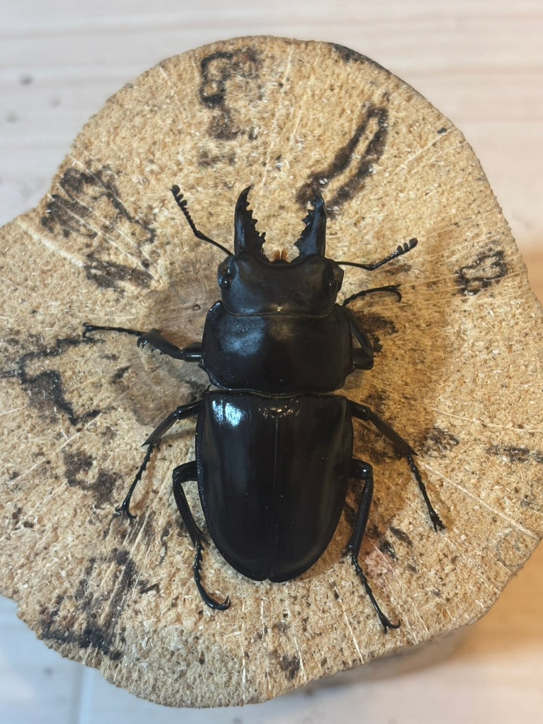 Beetle Shop Hachi