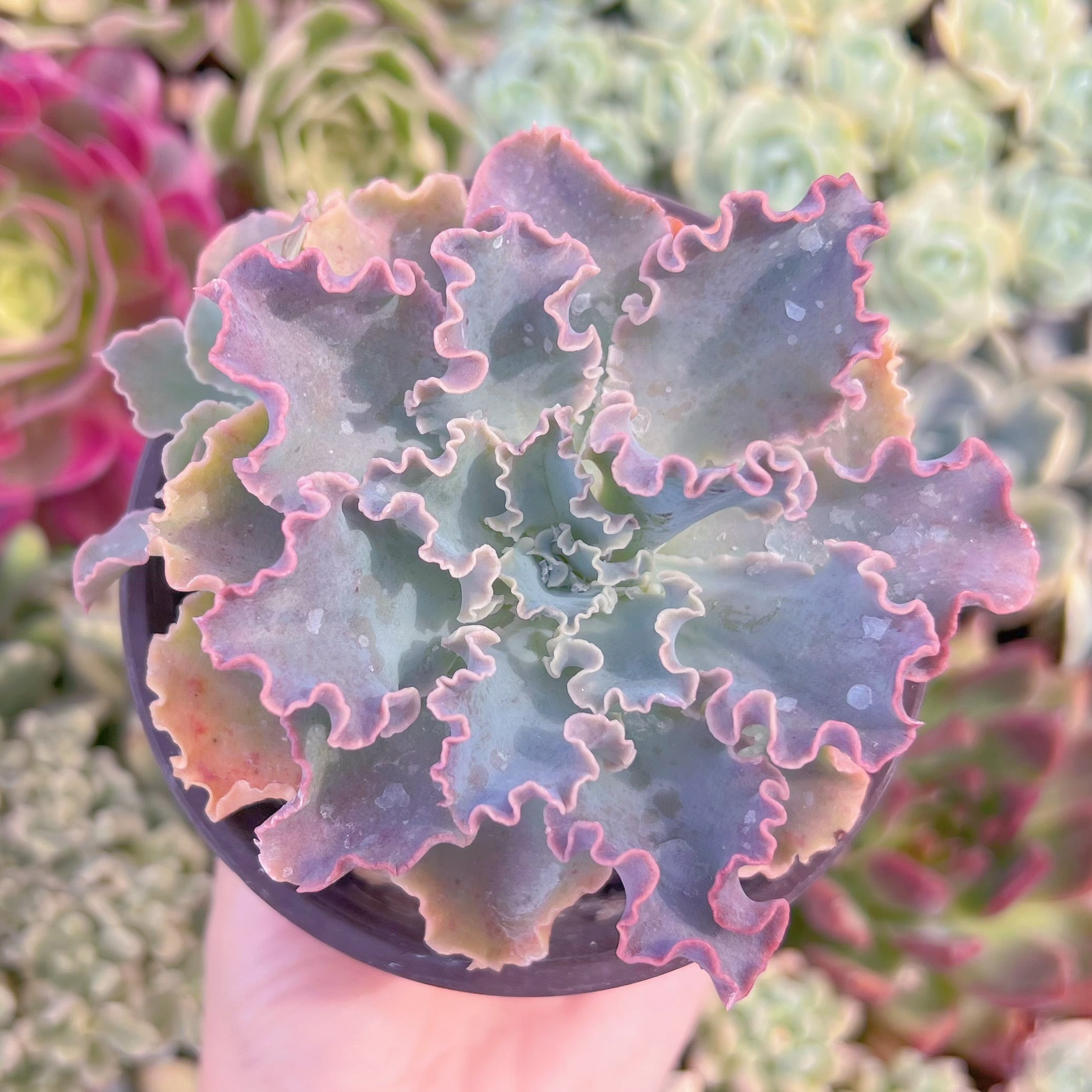 現品　Blue Curls#622　るる農園