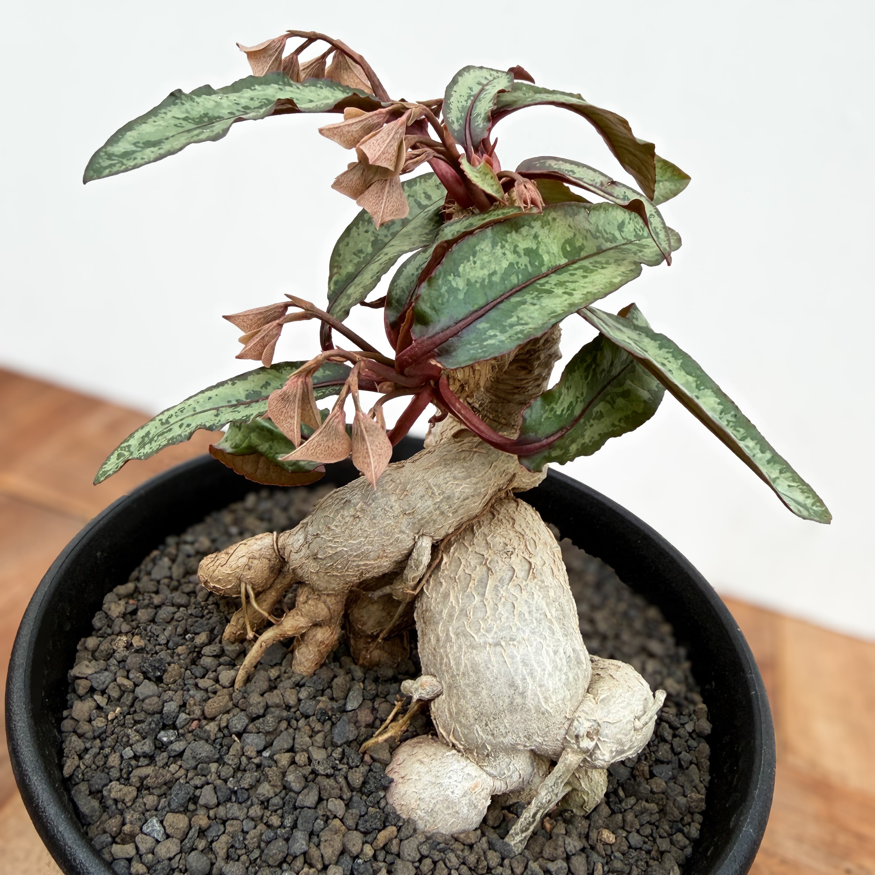 Euphorbia cremersii【ユーフォルビア・クレメルシー】 | RIMO'S GREEN