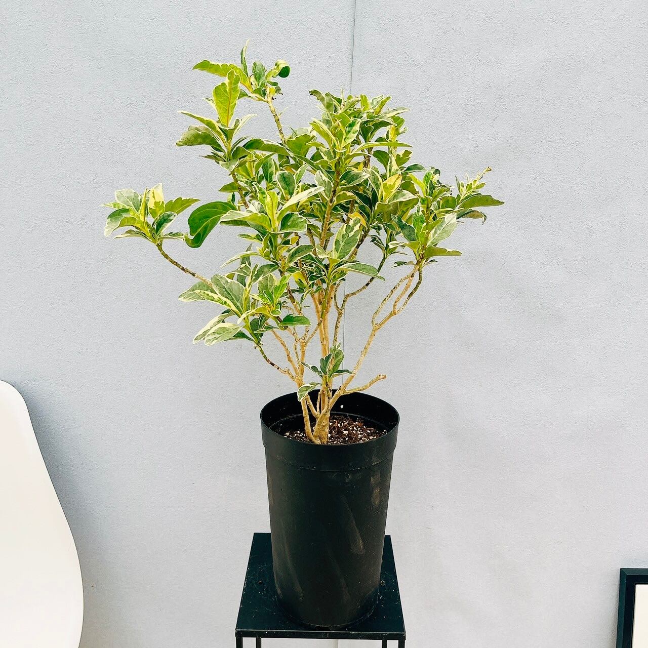 ［現品］☆おすすめ☆ ザミア　フロリダーナ　7号　蘇轍　観葉植物　レア　細葉 現品］☆おすすめ☆ ザミア フロリダーナ 7号 蘇轍 観葉植物