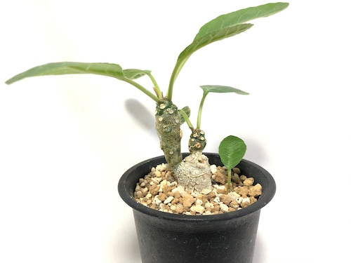 Dorstenia foetida ドルステニア・フォエチダ　１