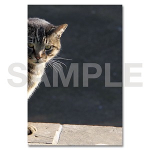 東京の猫ポストカード　〈谷中〉033