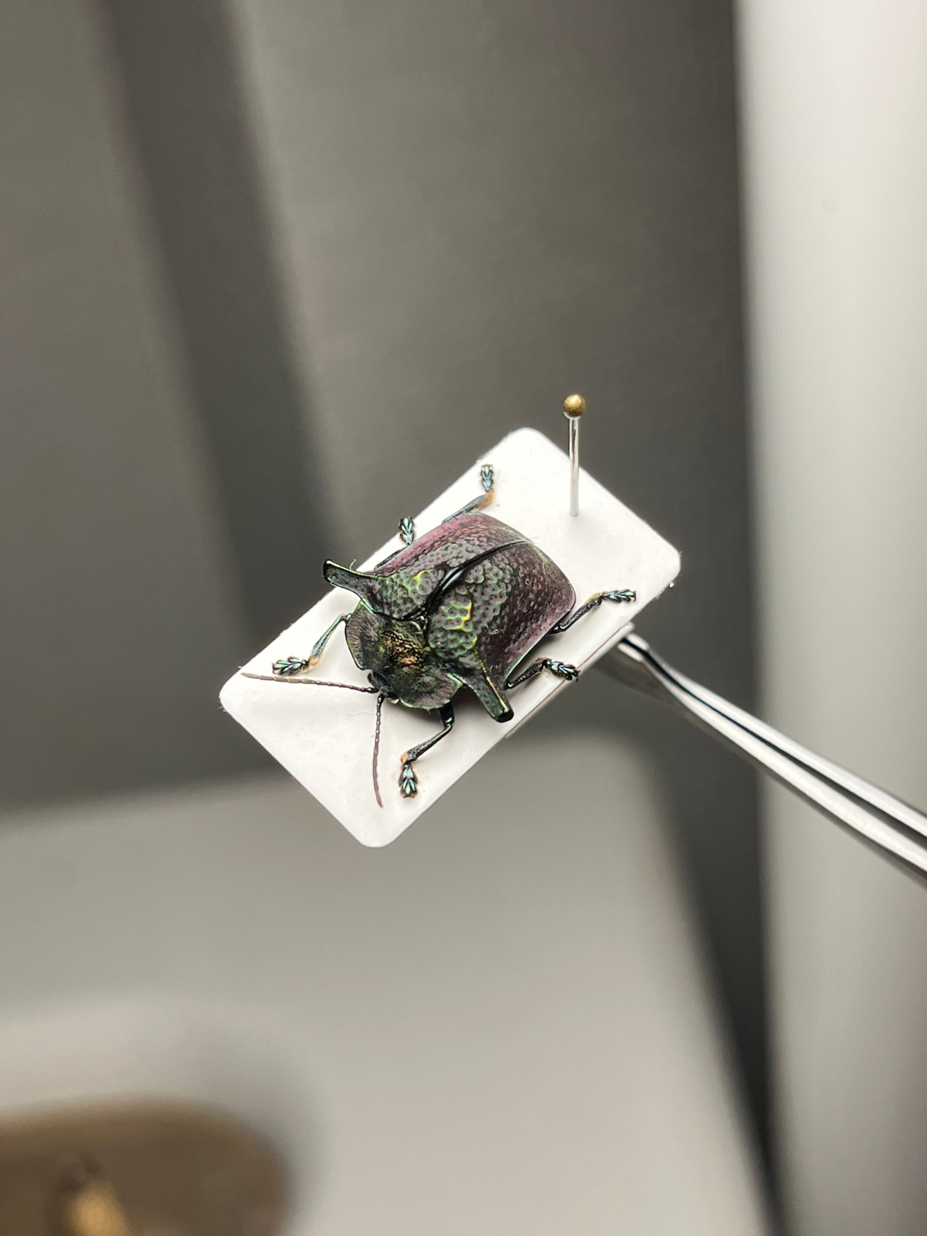 10mm】ヤジリコモリハムシ 標本 Acromis venosa カメノコハムシ
